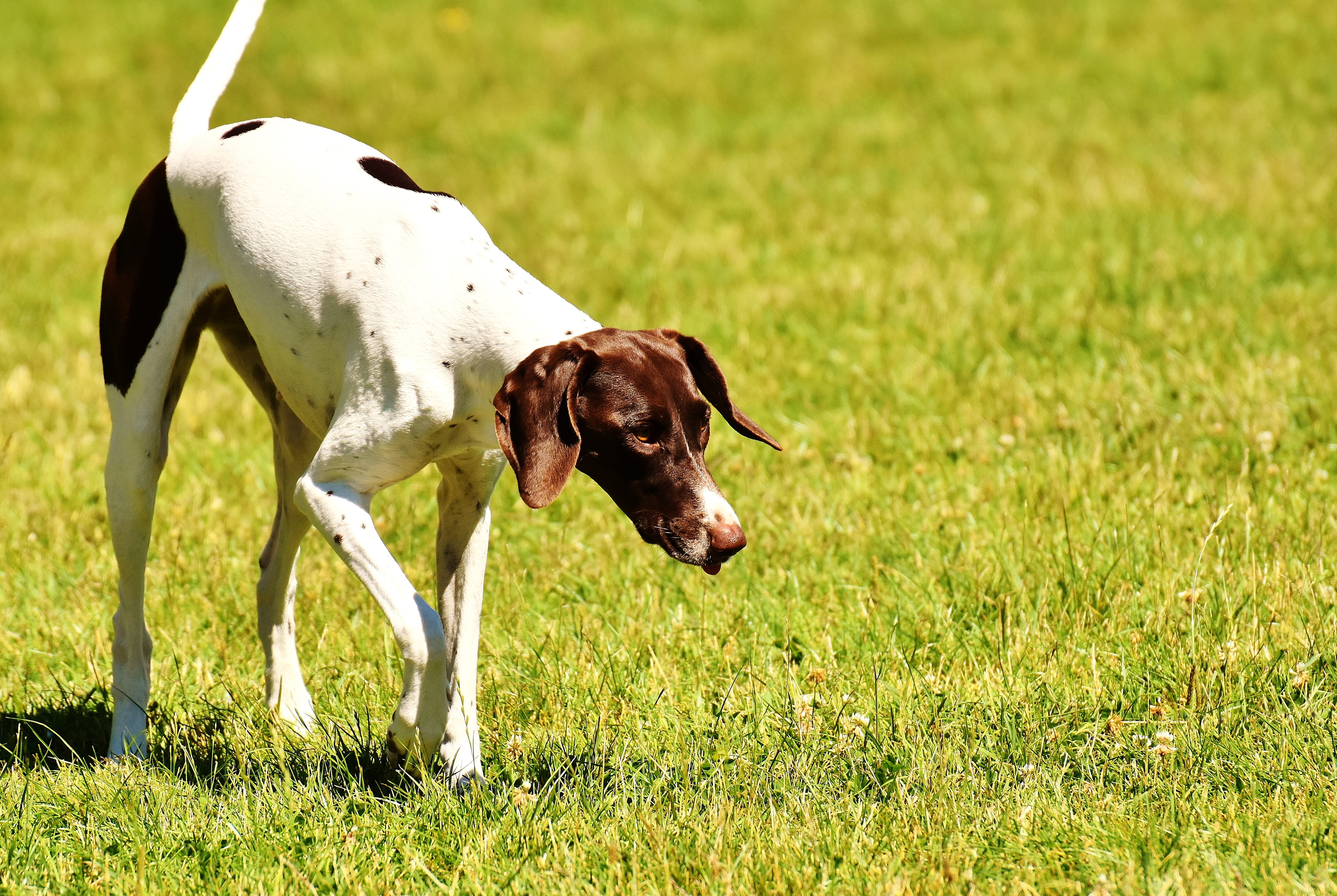 Dog, pointer, plant, pets, Race, hound, focus on foreground, domestic Animals, mammal, sunlight, no people, green color, Left Out, land, outdoors, Play, HD Wallpaper