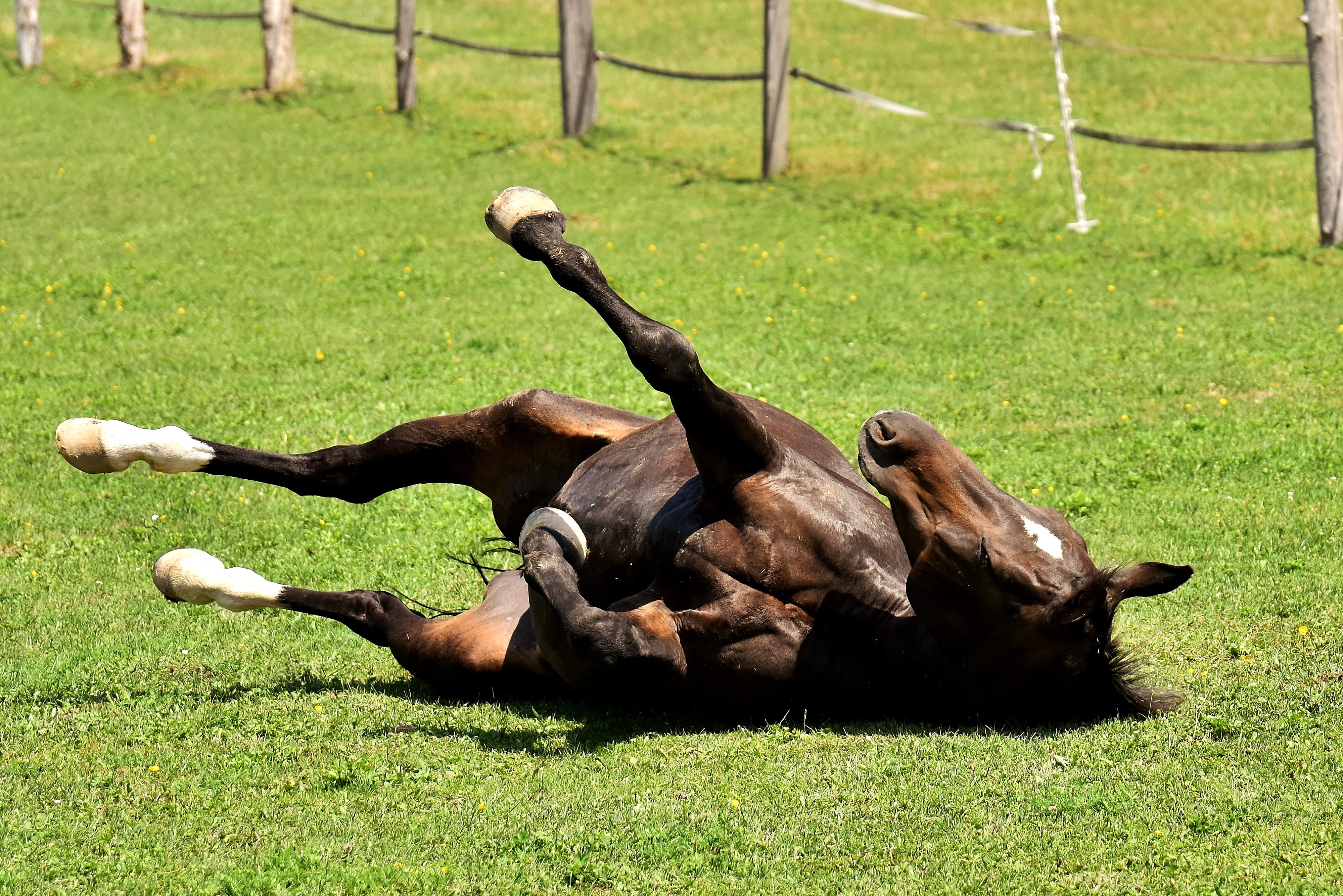group of animals, relaxation, growth, 4K, domestic animals, sunlight, no people, day, paddock, sport, rolling, meadow, play, land, green color, nature, HD Wallpaper