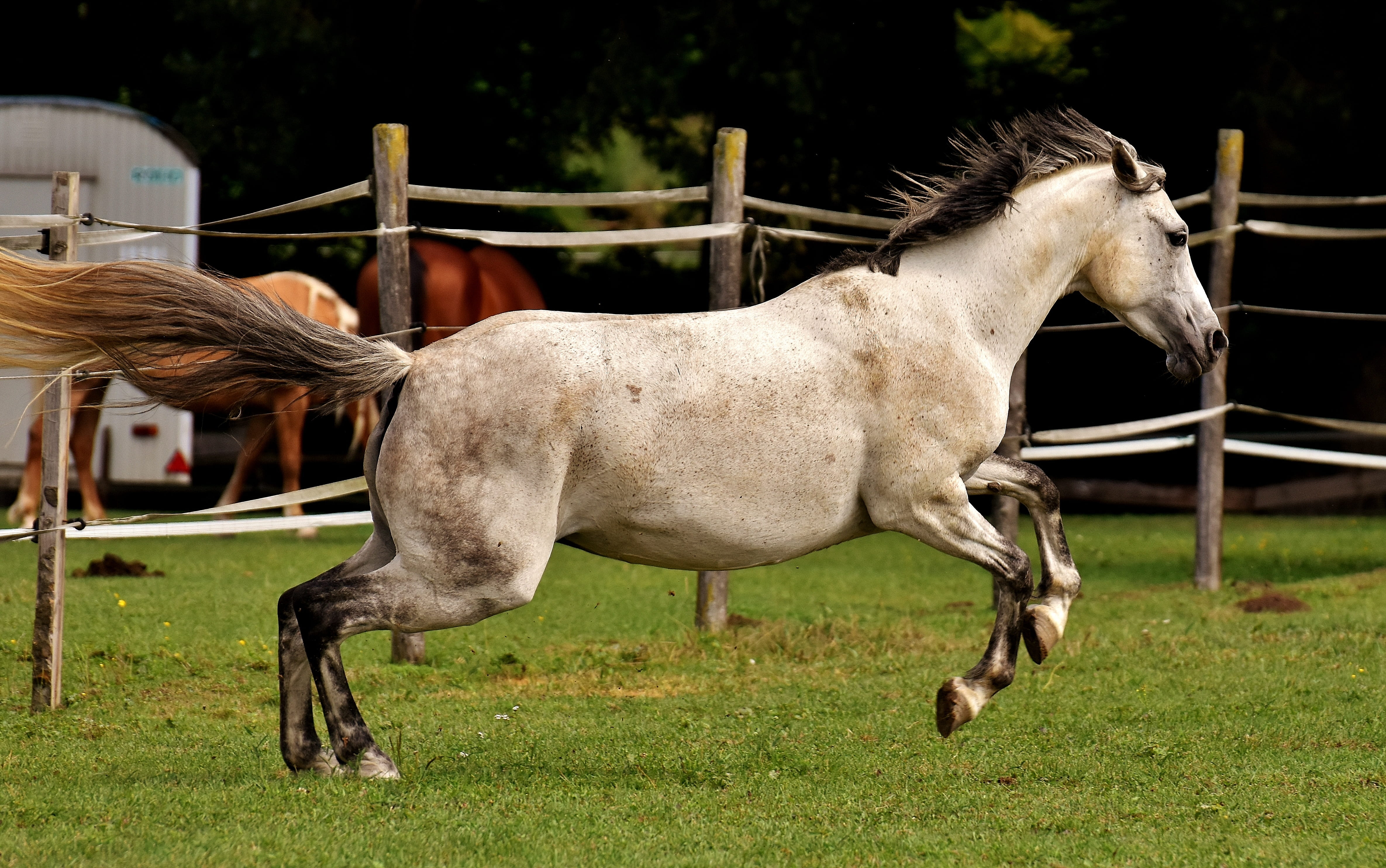 ranch, grass, paddock, pets, love for animals, day, livestock, no people, mold, coupling, field, vertebrate, funny, nature, domestic animals, animal themes, HD Wallpaper