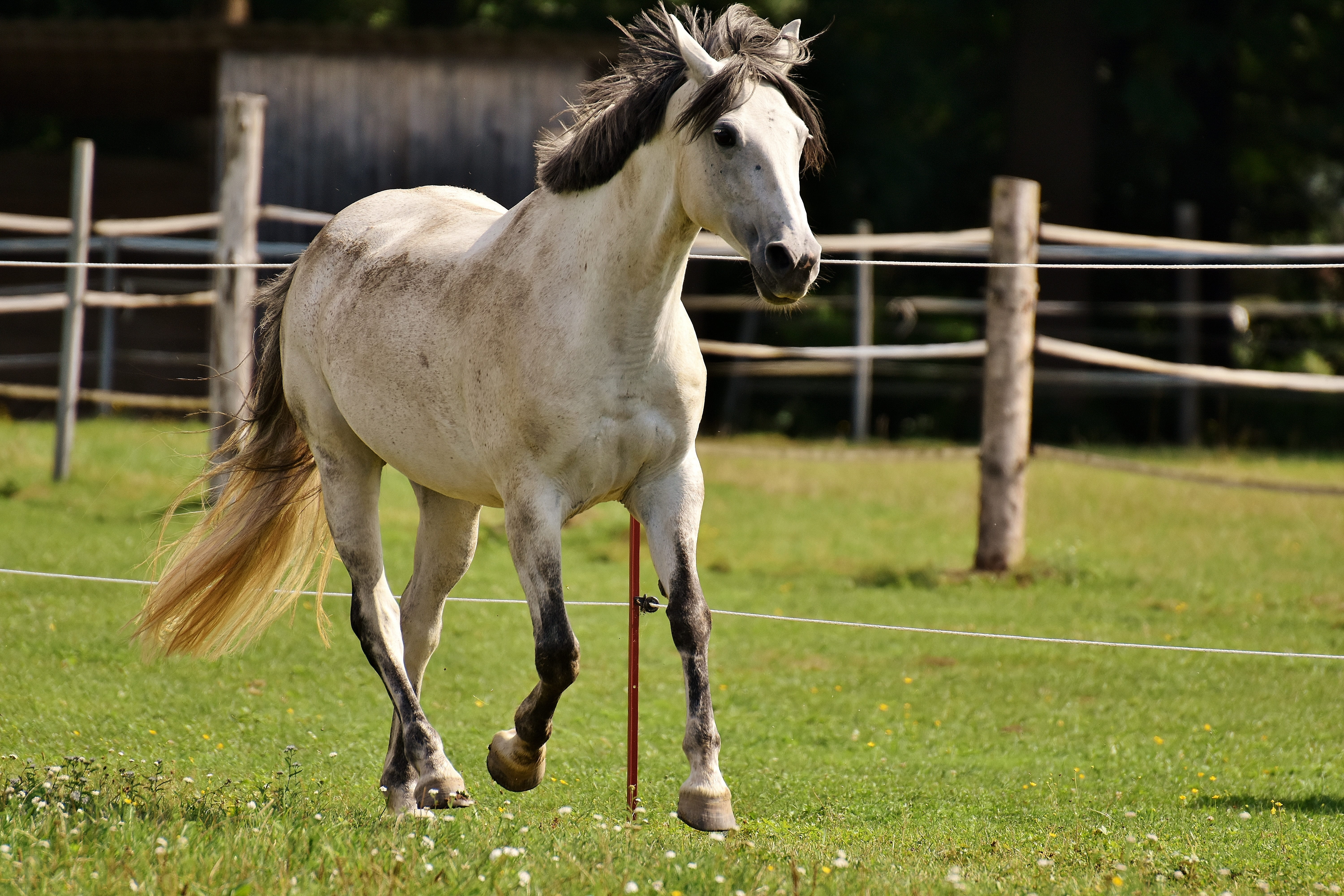 meadow, coupling, vertebrate, ranch, animal wildlife, love for animals, domestic, mold, mammal, pony, herbivorous, left out, one animal, animal themes, HD Wallpaper