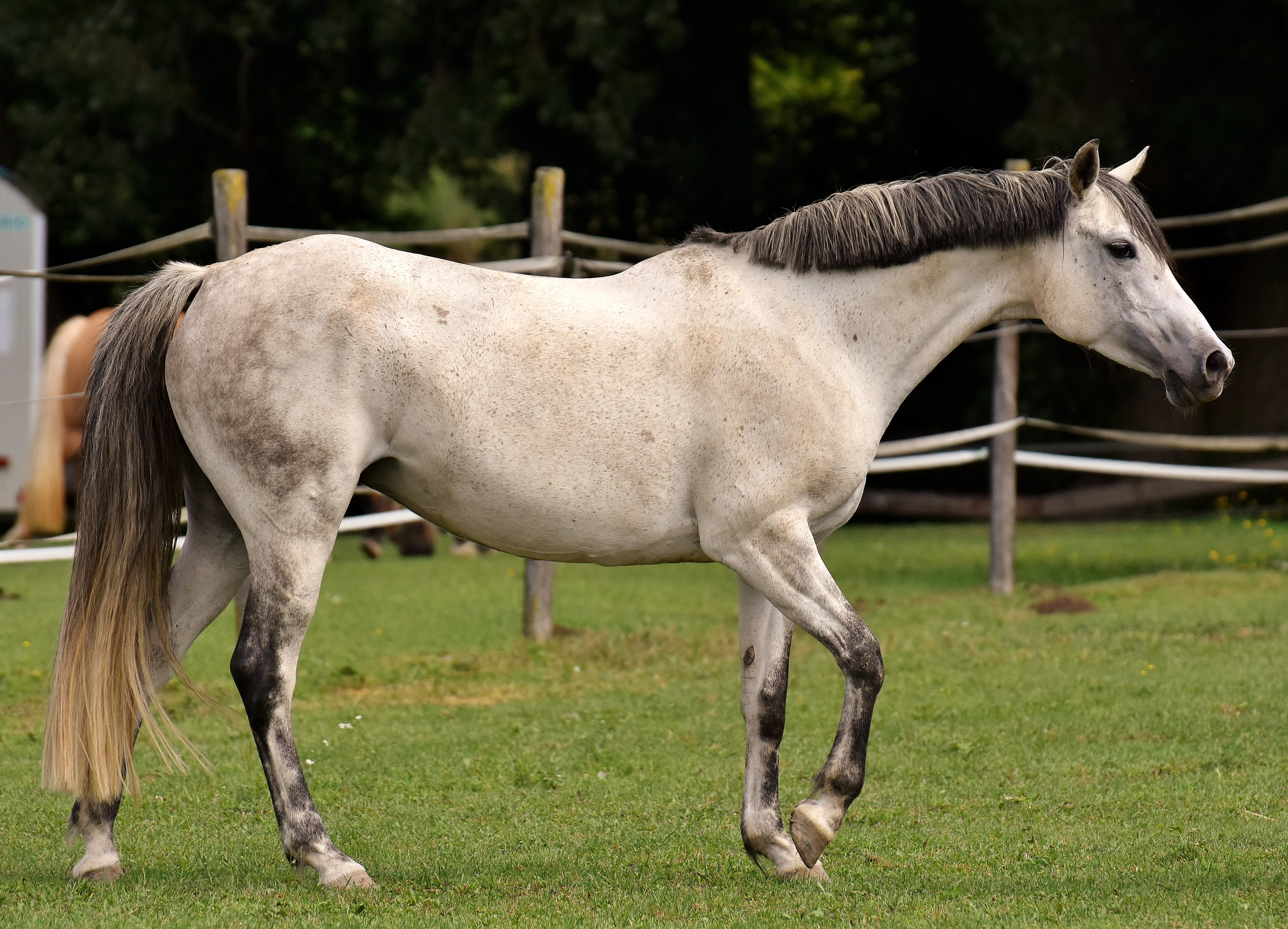 animal wildlife, outdoors, animal themes, mold, day, grass, white, animal, pony, no people, nature, 4K, ranch, horse, vertebrate, paddock, one animal, HD Wallpaper
