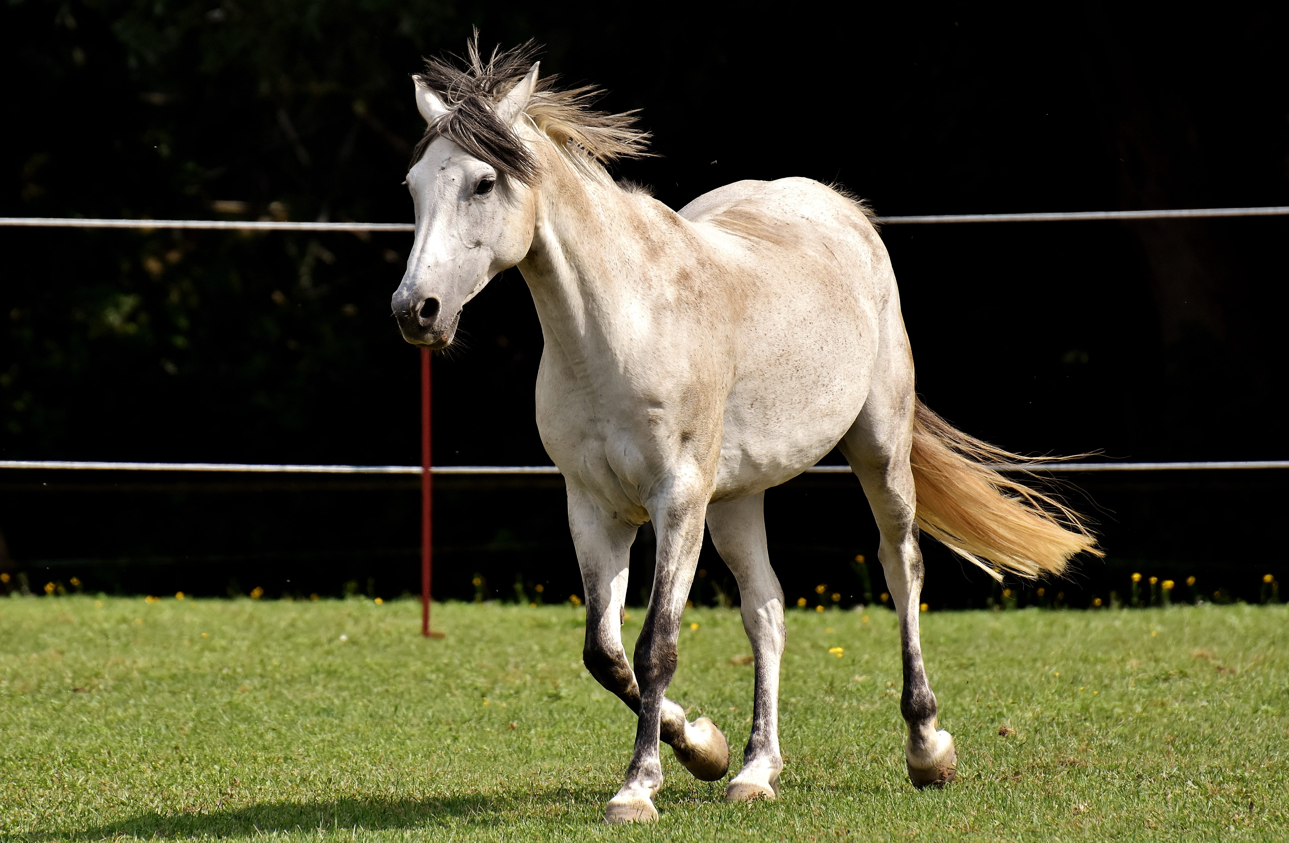 plant, standing, grass, pony, horse, paddock, farm, one animal, domestic animals, mammal, play, day, animal, domestic, nature, white, green, land, animal wildlife, HD Wallpaper