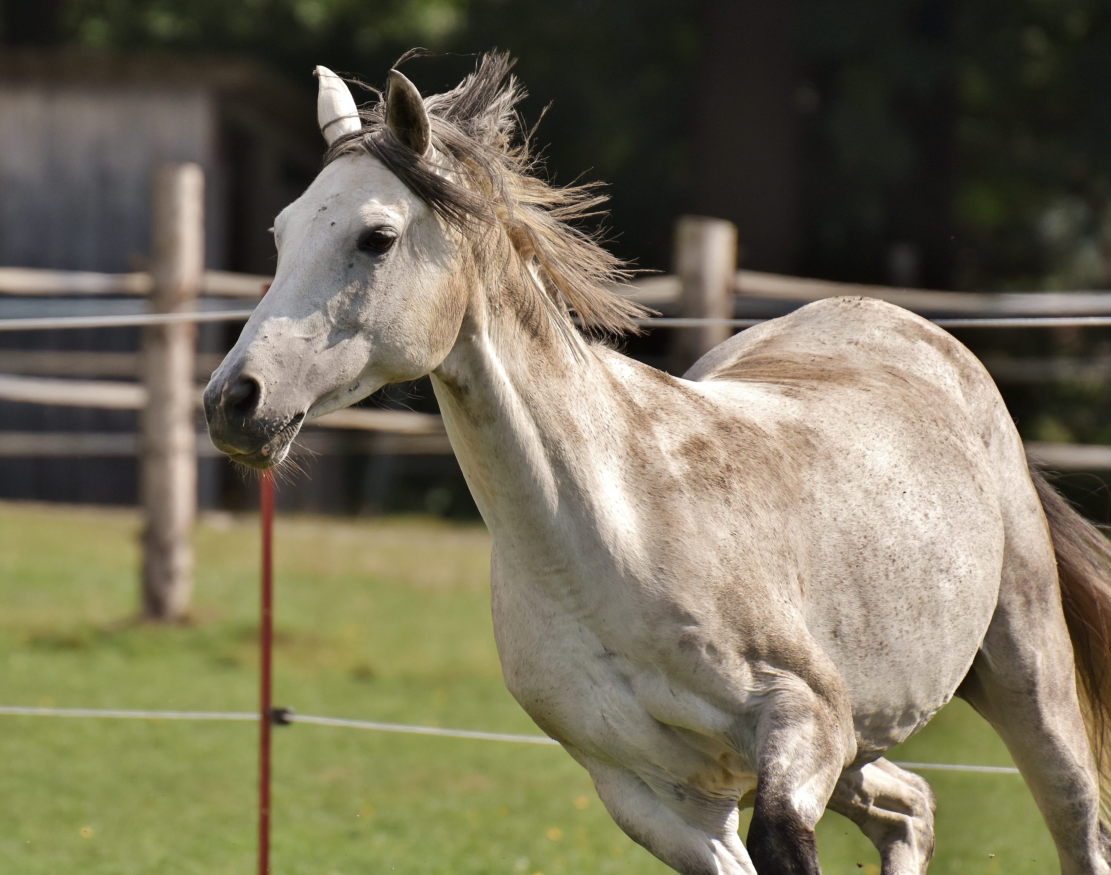 field, pony, domestic, meadow, focus, day, grass, 4K, horse, animal wildlife, play, coupling, mammal, left out, running, selective, barrier, funny, herbivorous, HD Wallpaper
