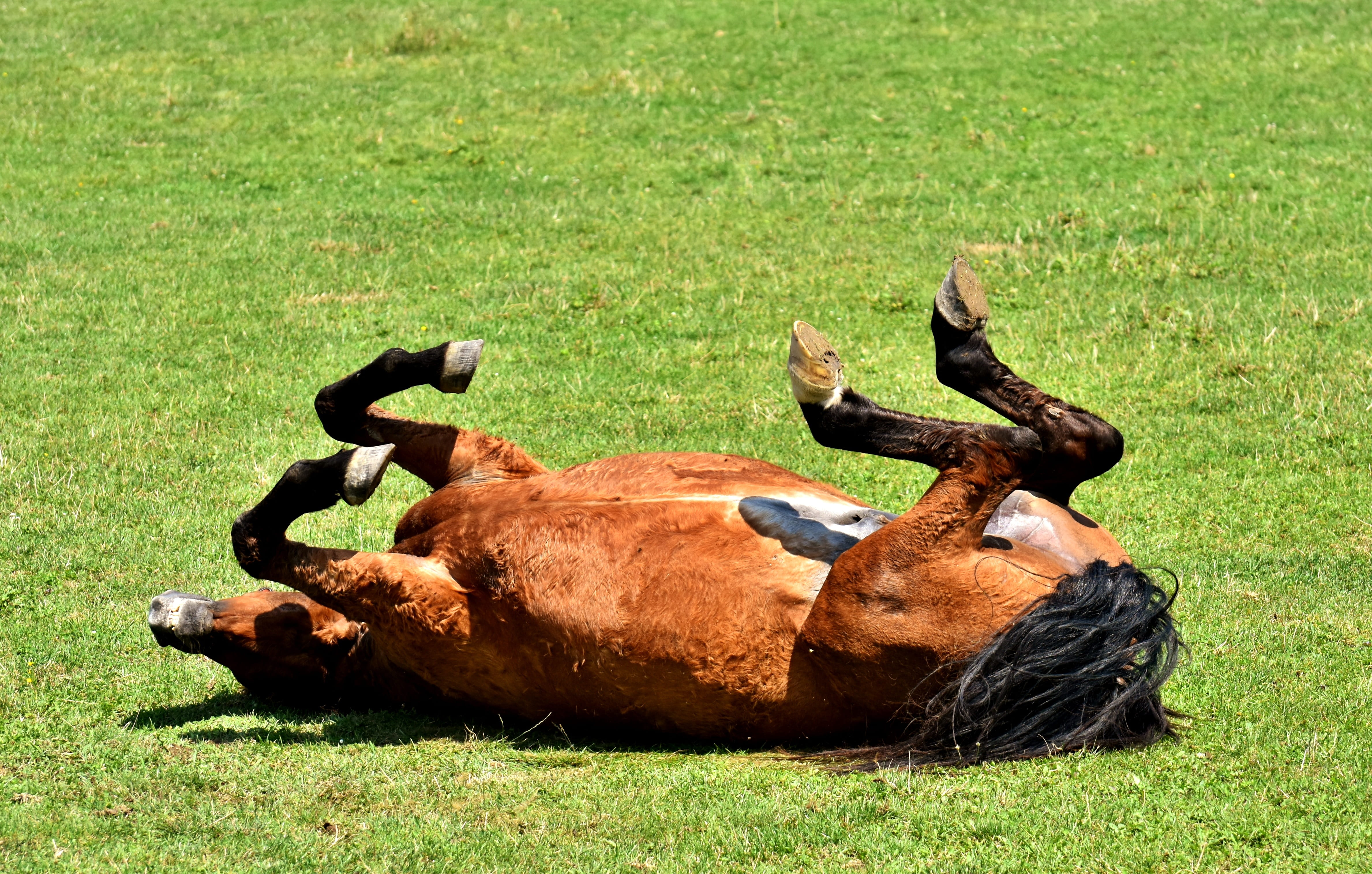 plant, day, grass, horned, coupling, domestic, group of animals, animal wildlife, pets, field, outdoors, relaxation, green color, meadow, left out, mammal, HD Wallpaper