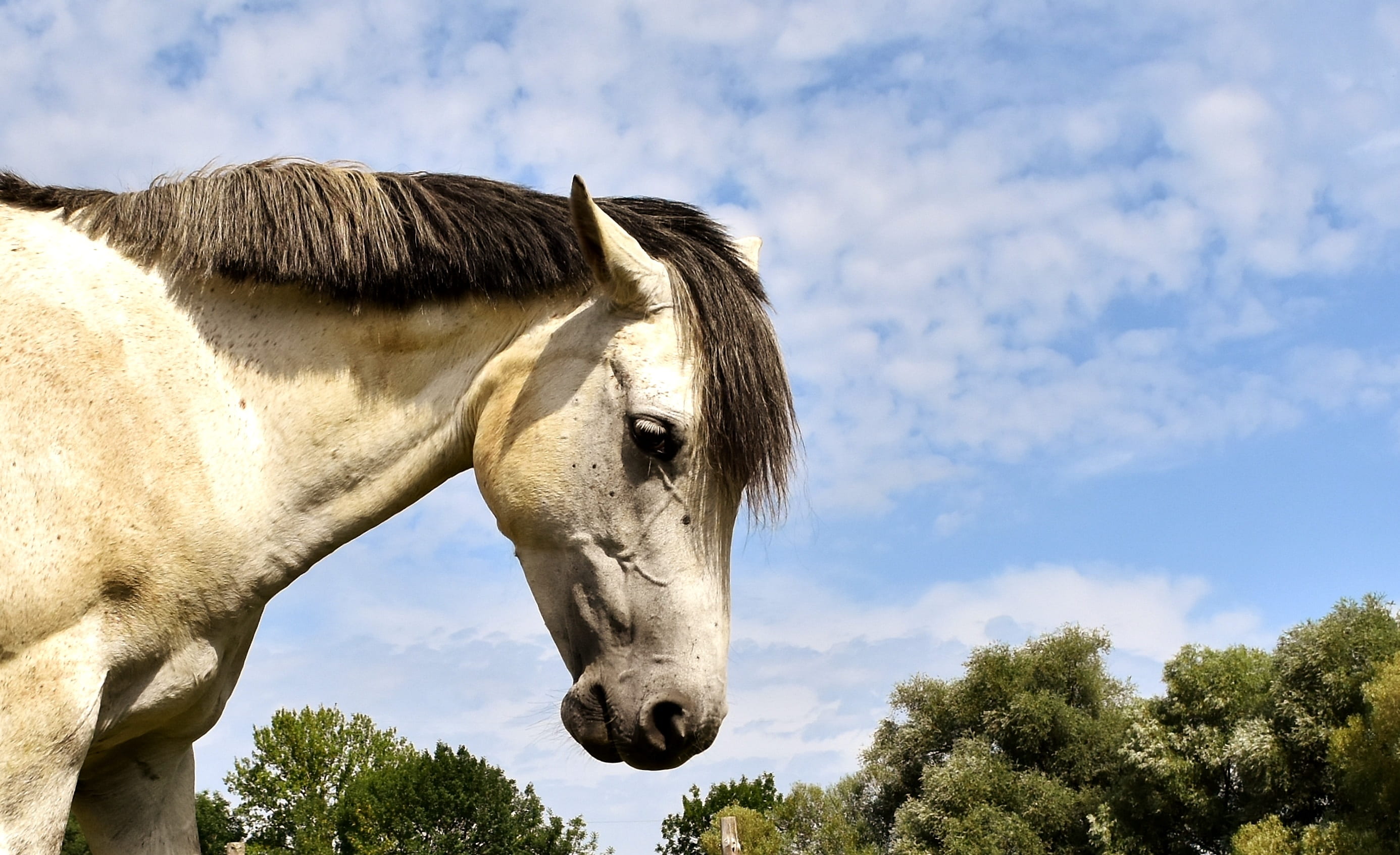 closeup, love for animals, herbivorous, animal, play, livestock, domestic, horse, 2K, meadow, funny, pony, tree, profile view, vertebrate, photo, outdoors, HD Wallpaper