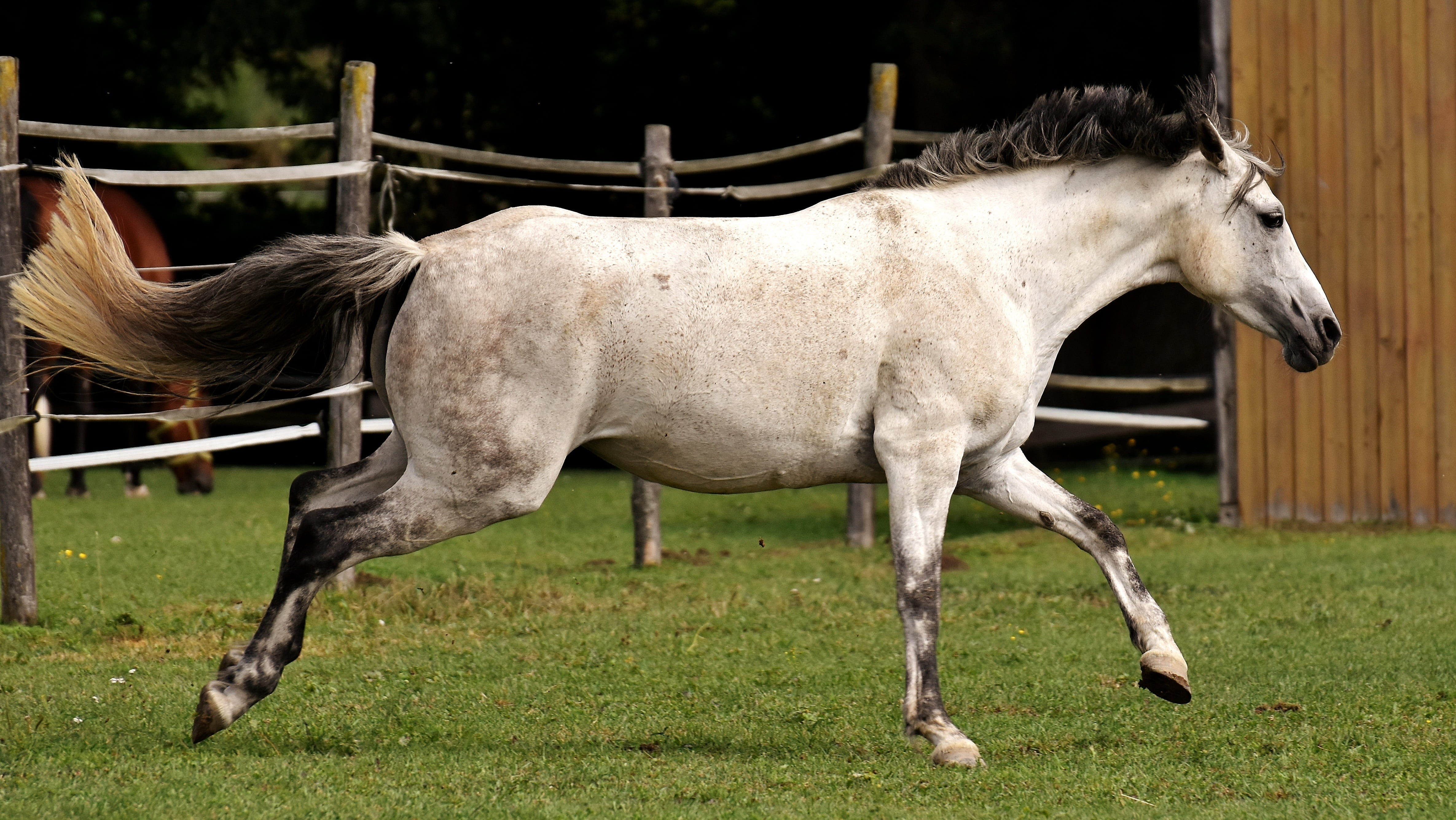 horse, animal wildlife, outdoors, love for animals, mold, field, funny, mammal, one animal, herbivorous, ranch, domestic animals, vertebrate, standing, HD Wallpaper