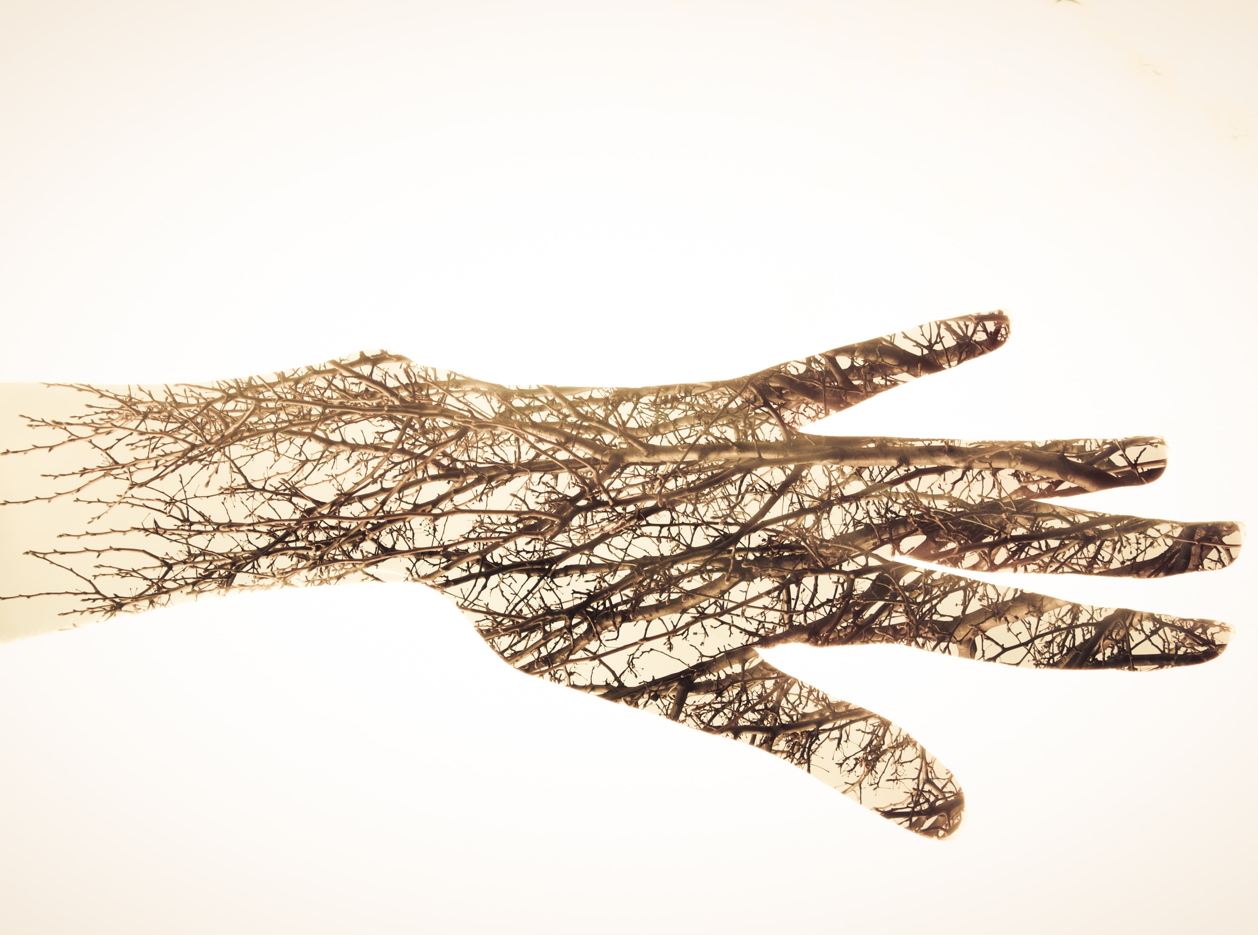 Autumn, bare, copy space, cut out, studio shot, d7000, hand, beauty in nature, white background, indoors, left, nature, nikon, Exposure, Seasons, HD Wallpaper