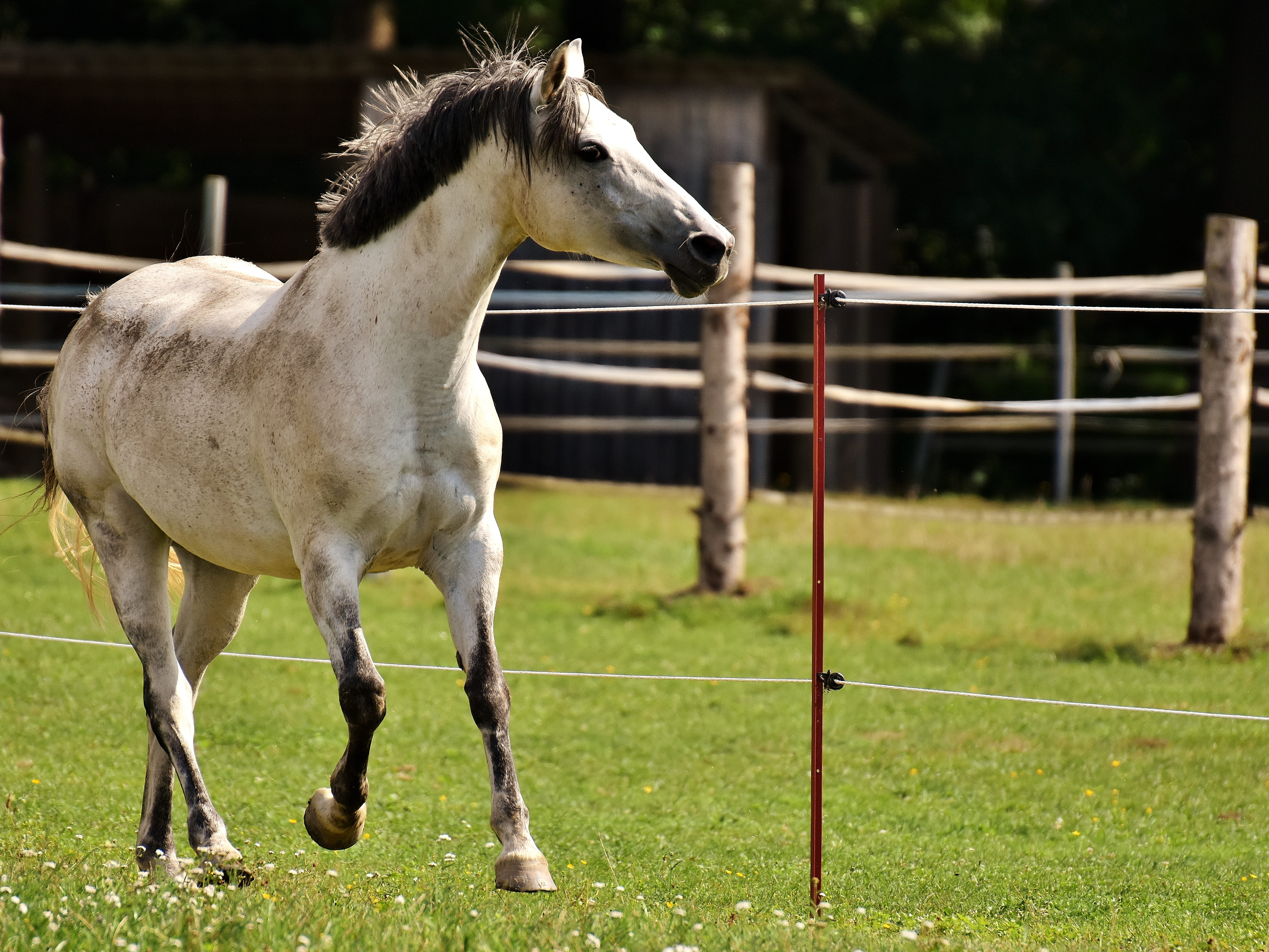 left out, day, horse, outdoors, mammal, land, boundary, funny, one animal, plant, field, herbivorous, grass, livestock, photography, vertebrate, coupling, HD Wallpaper