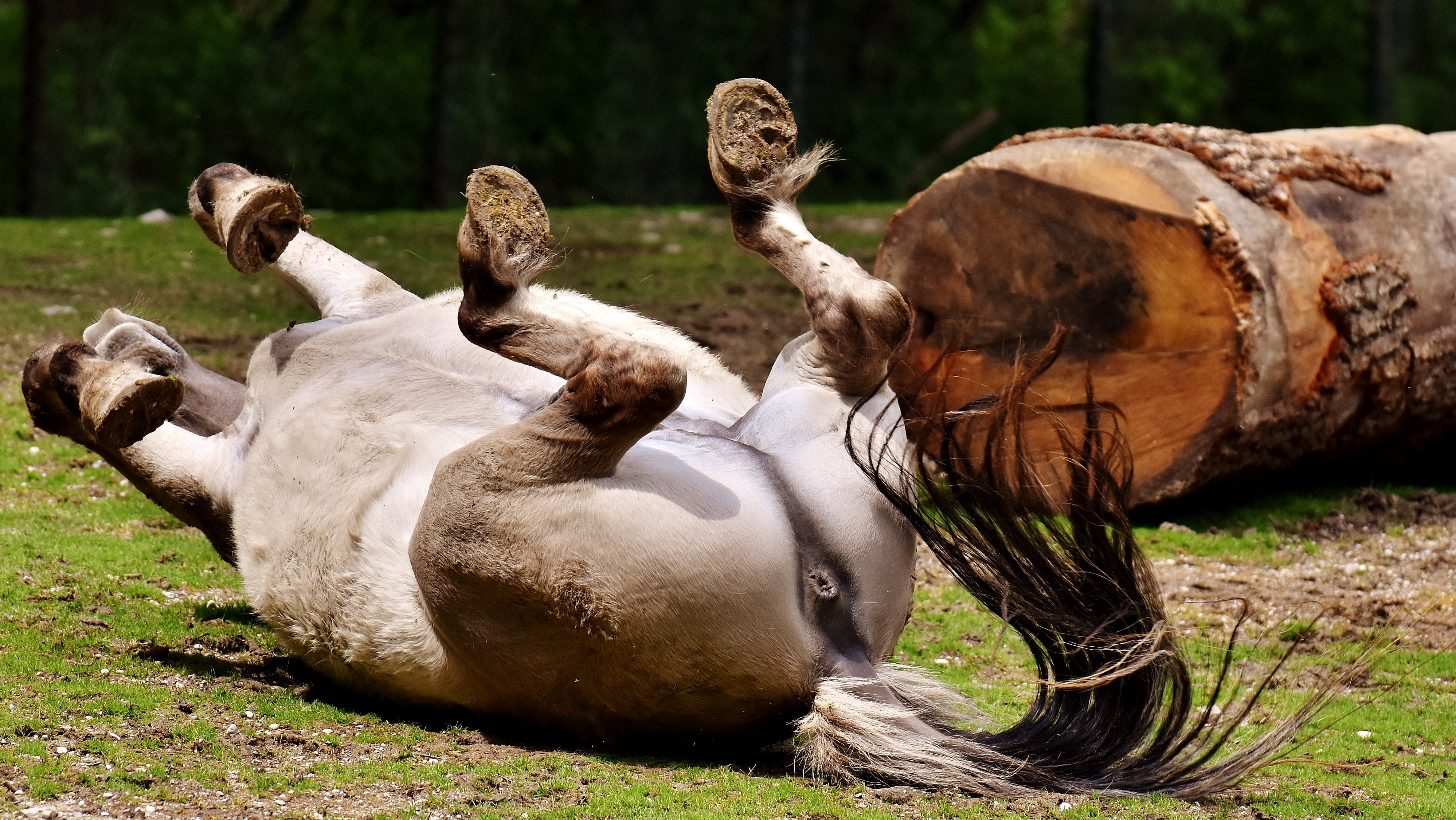 hellabrunn, plant, animal themes, animal world, land, horse, tarpan, two animals, relaxation, 4K, zoo, wildlife, rolling, day, tree, no people, mold, animals in the wild, HD Wallpaper