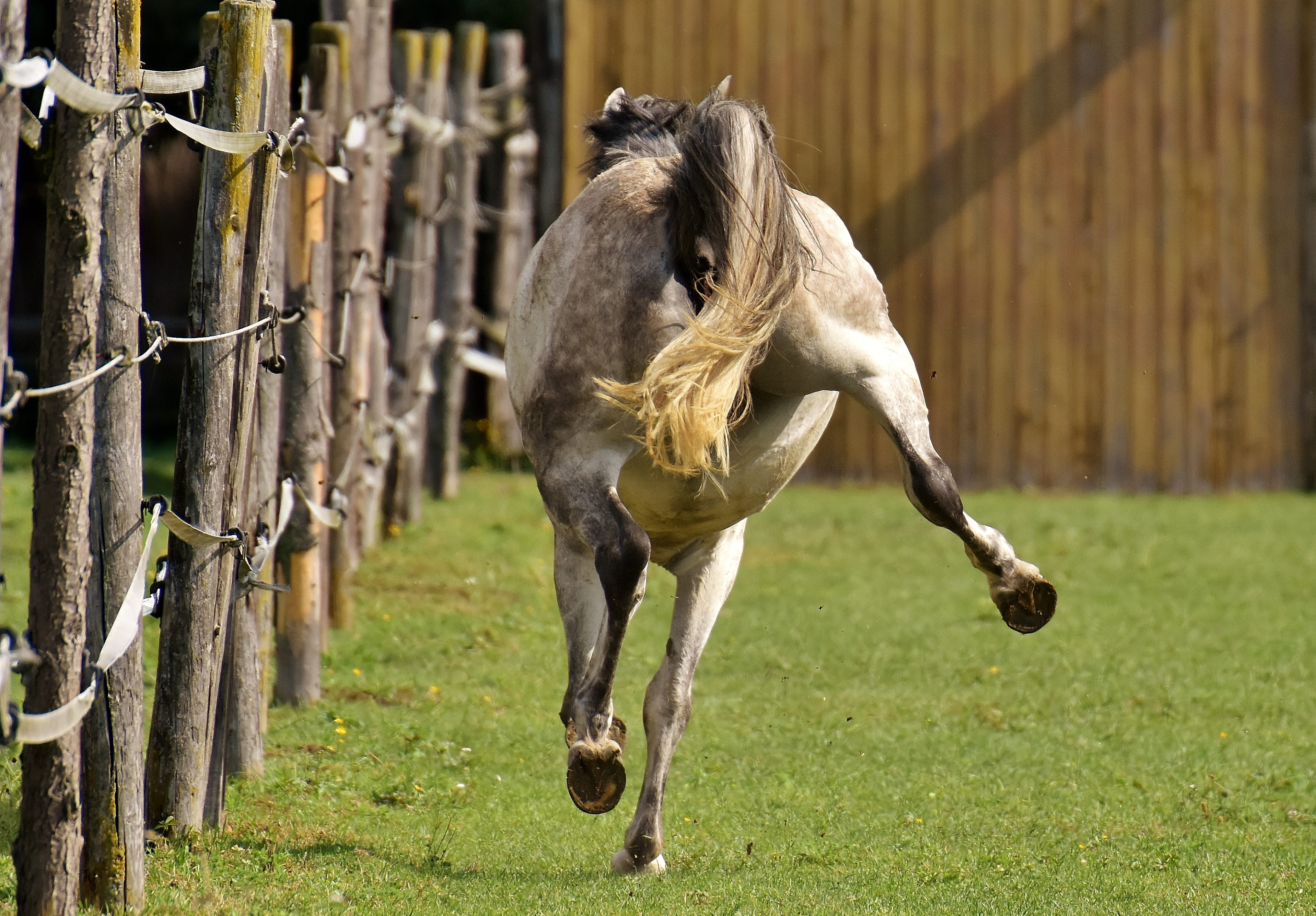 livestock, left out, white, love for animals, no people, vertebrate, nature, outdoors, play, grass, 2K, herbivorous, mammal, pets, pony, day, mold, plant, HD Wallpaper