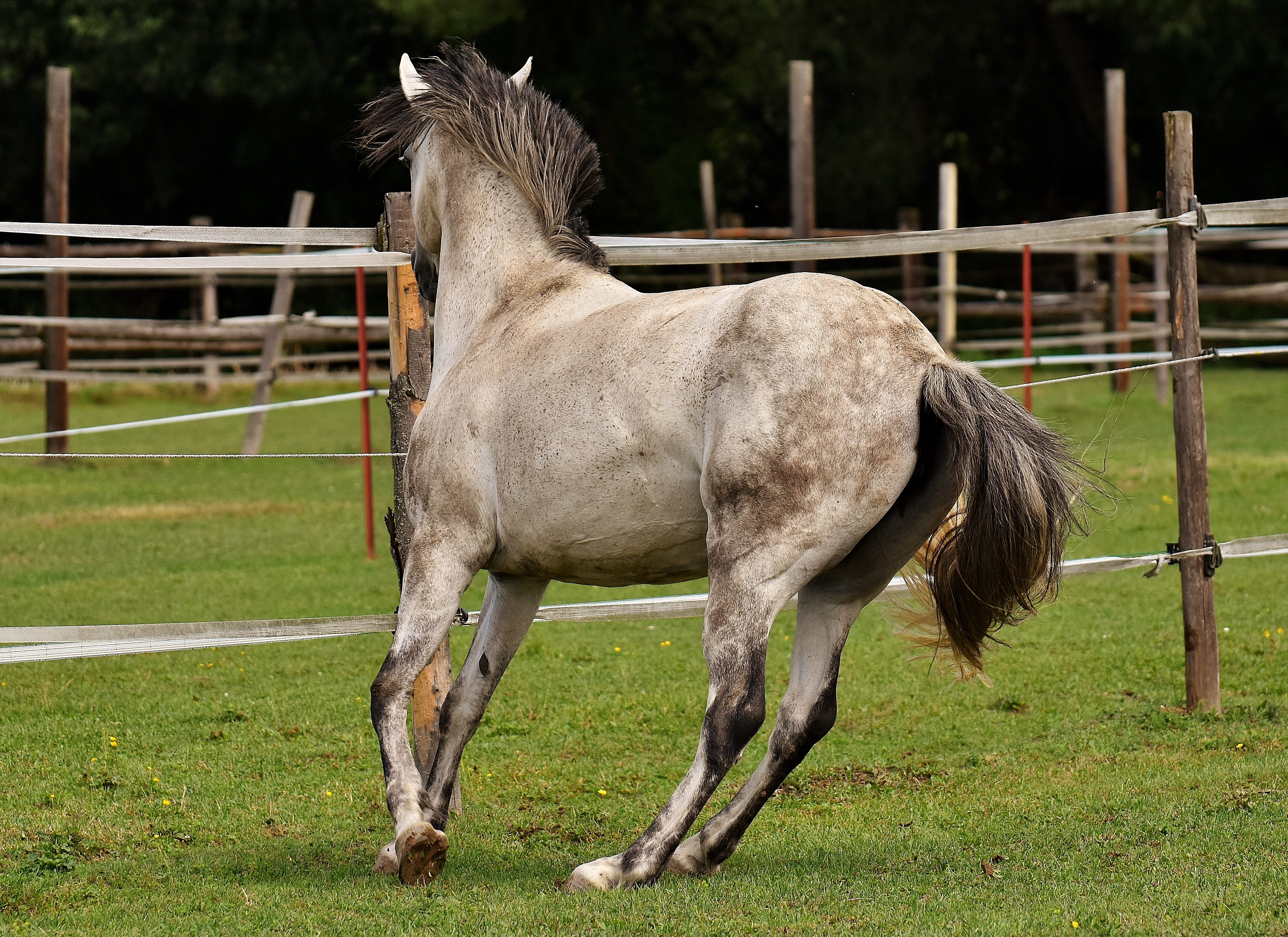4K, field, fence, one animal, mammal, day, ranch, land, animal, horse, funny, herbivorous, left out, pony, meadow, gray, boundary, coupling, domestic animals, HD Wallpaper