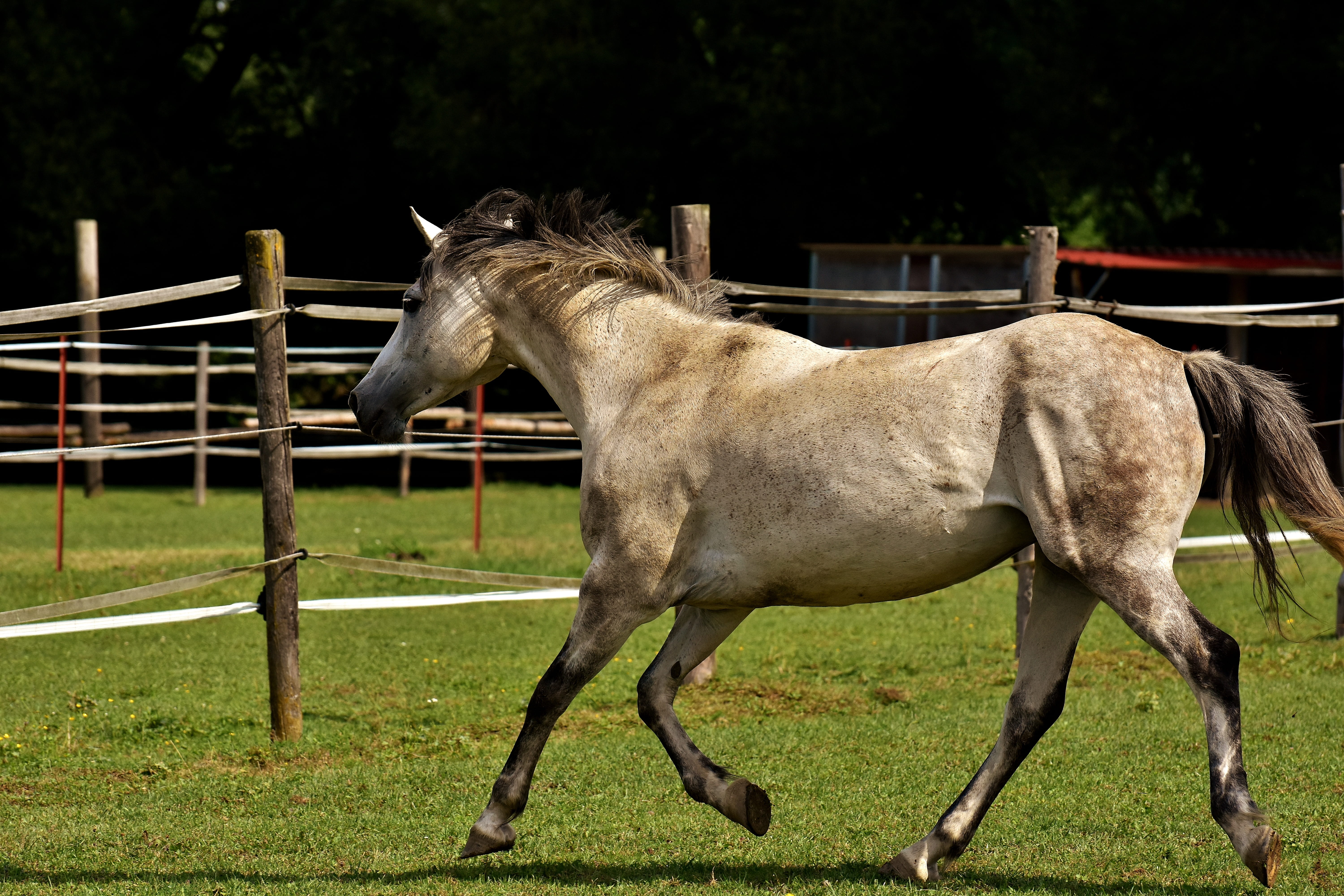 5K, animal pen, ranch, play, love for animals, left out, boundary, mold, working animal, one animal, animal themes, funny, horse, no people, mammal, stable, HD Wallpaper