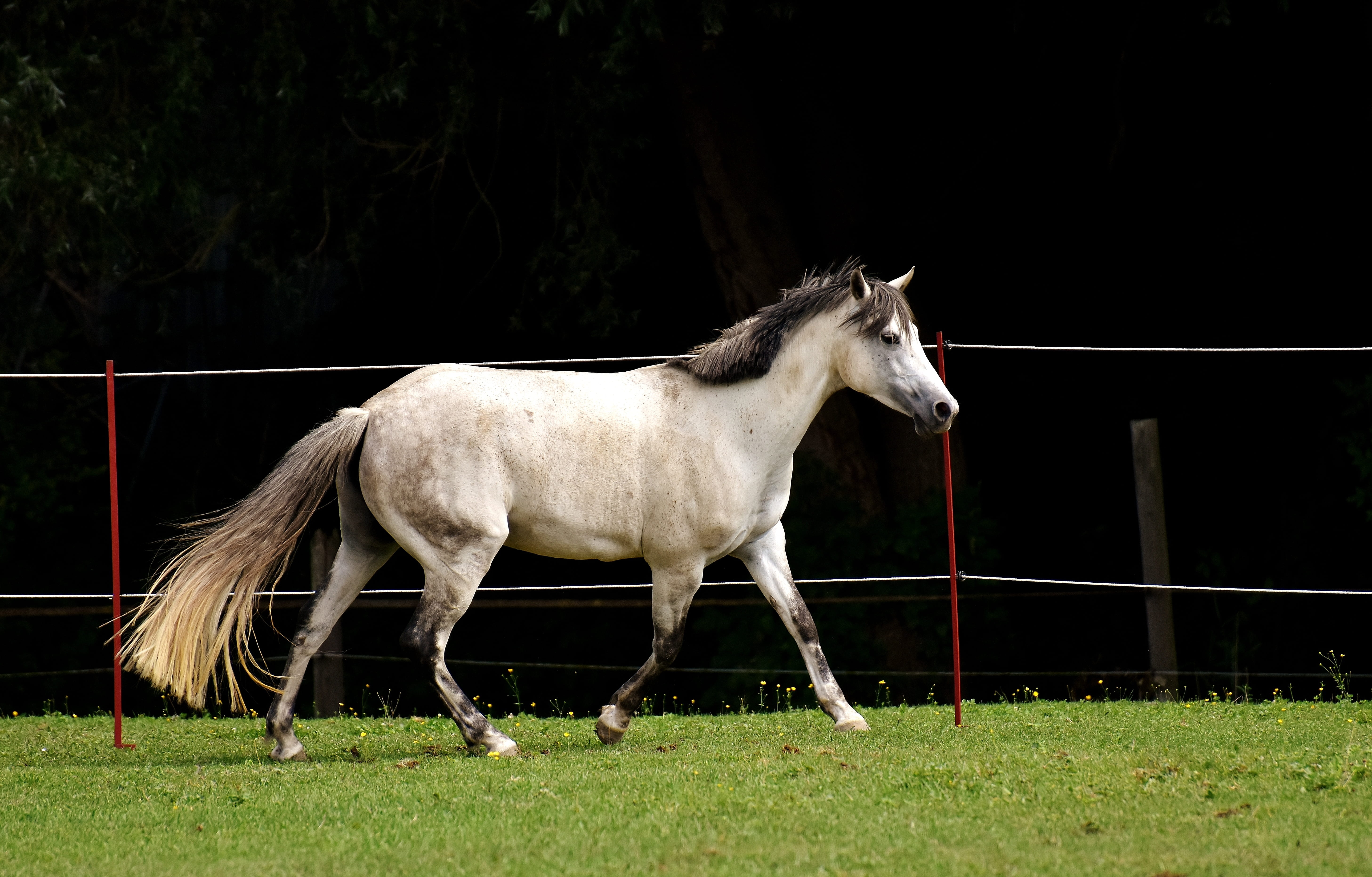 vertebrate, 5K, play, pony, ranch, domestic animals, livestock, horse, animal, meadow, animal wildlife, funny, boundary, plant, mammal, mold, love for animals, HD Wallpaper