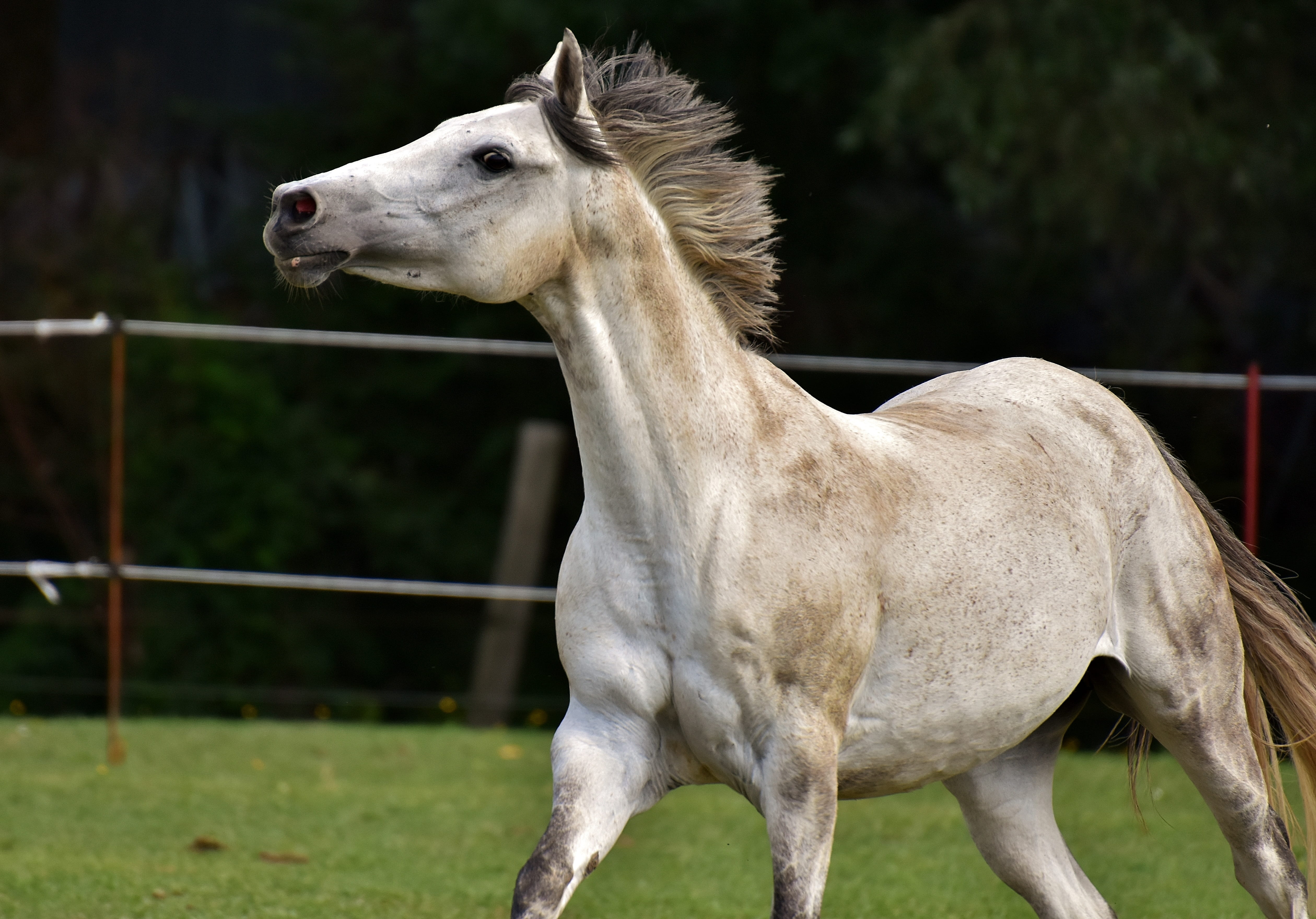 outdoors, left out, meadow, coupling, nature, mold, pony, ranch, white, one animal, plant, pets, animal themes, love for animals, animal, day, vertebrate, HD Wallpaper