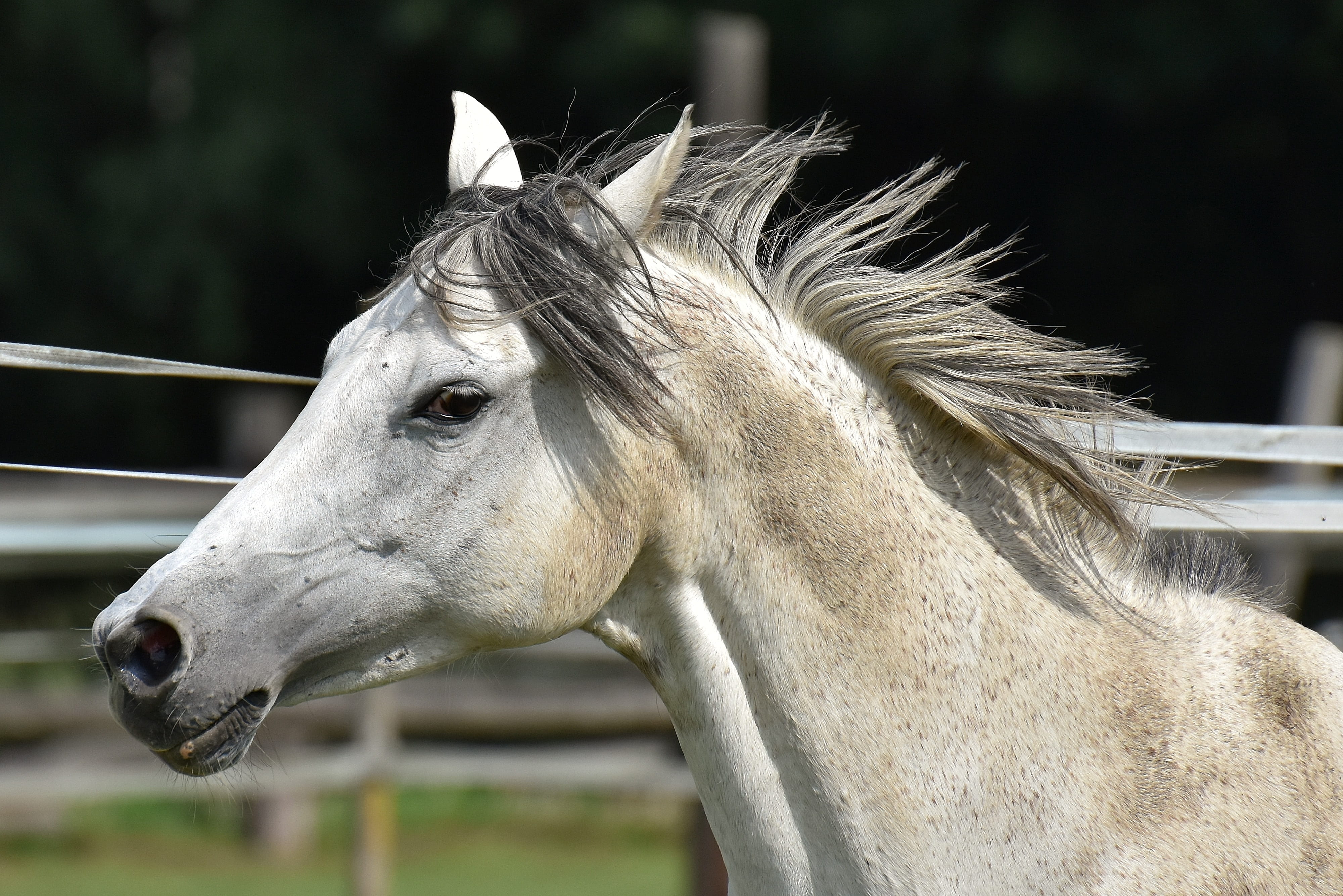 working animal, horse, one animal, livestock, ranch, herbivorous, meadow, coupling, funny, vertebrate, mold, animal, day, no people, domestic, animal head, HD Wallpaper