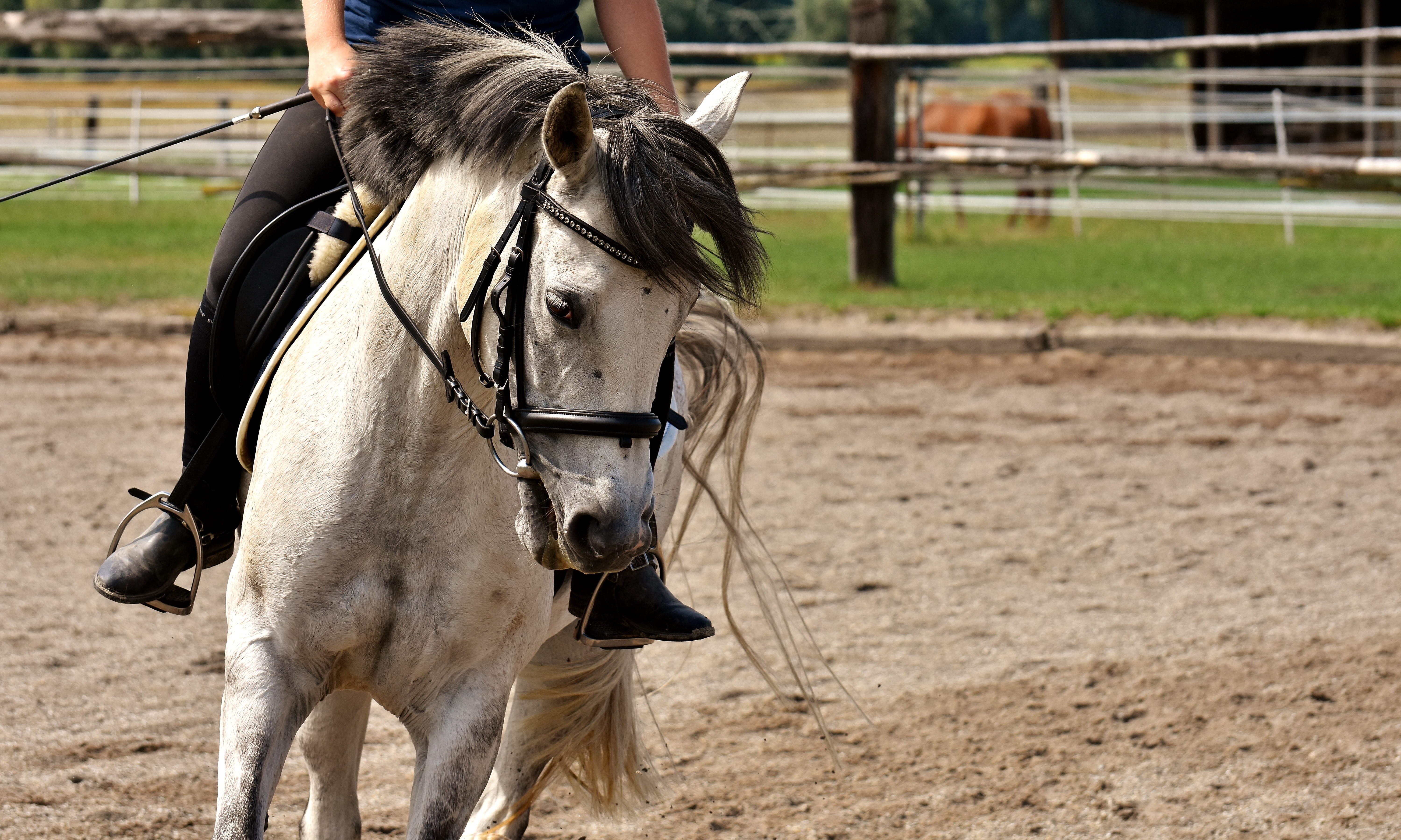 ride, herbivorous, horse, day, mammal, outdoors, animal, one animal, love for animals, land, vertebrate, nature, farm, domestic, 5K, meadow, bridle, left out, HD Wallpaper