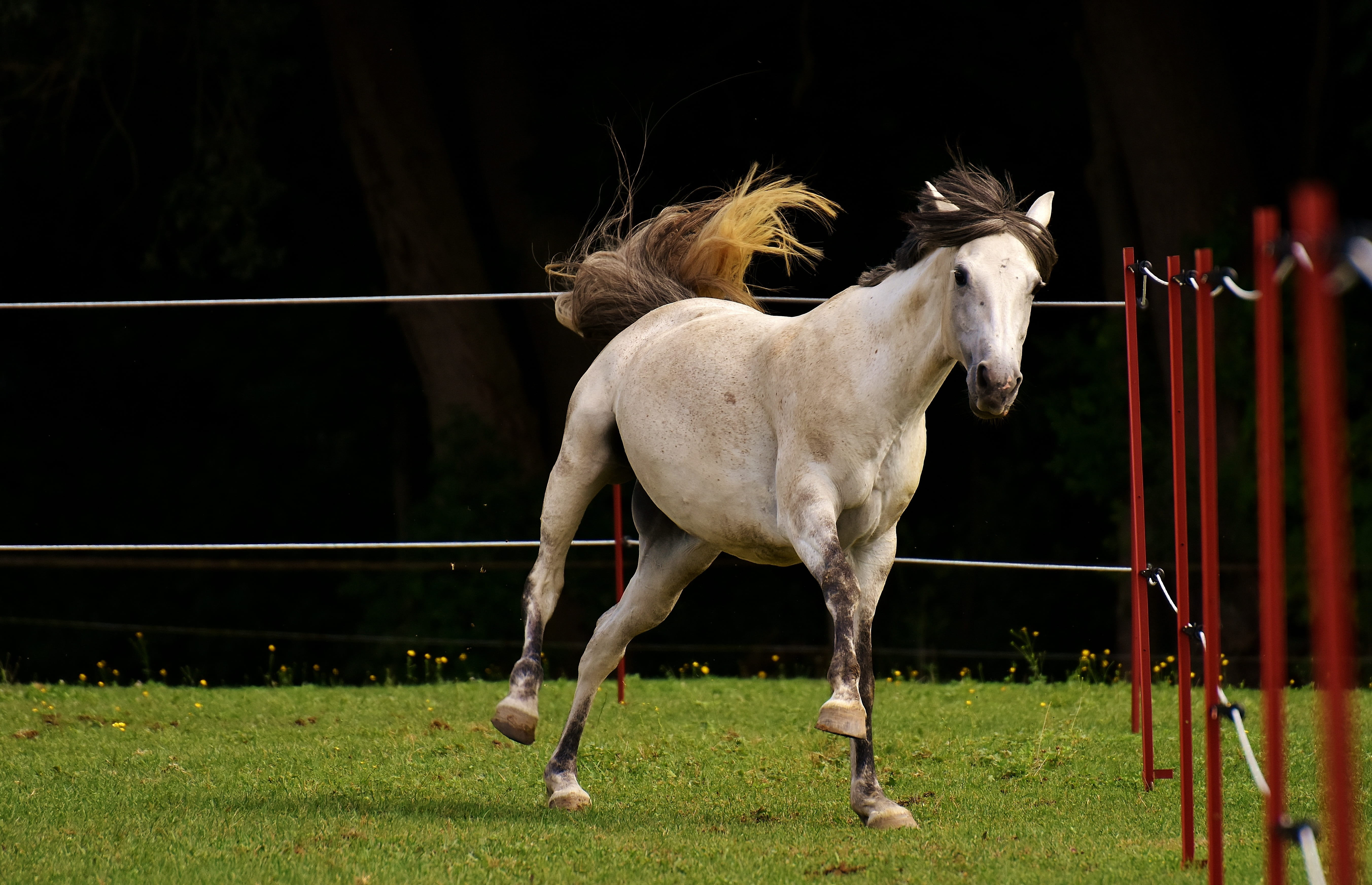 nature, funny, grass, ranch, meadow, pony, horse, full length, day, pets, coupling, land, white, left out, domestic animals, livestock, running, domestic, HD Wallpaper