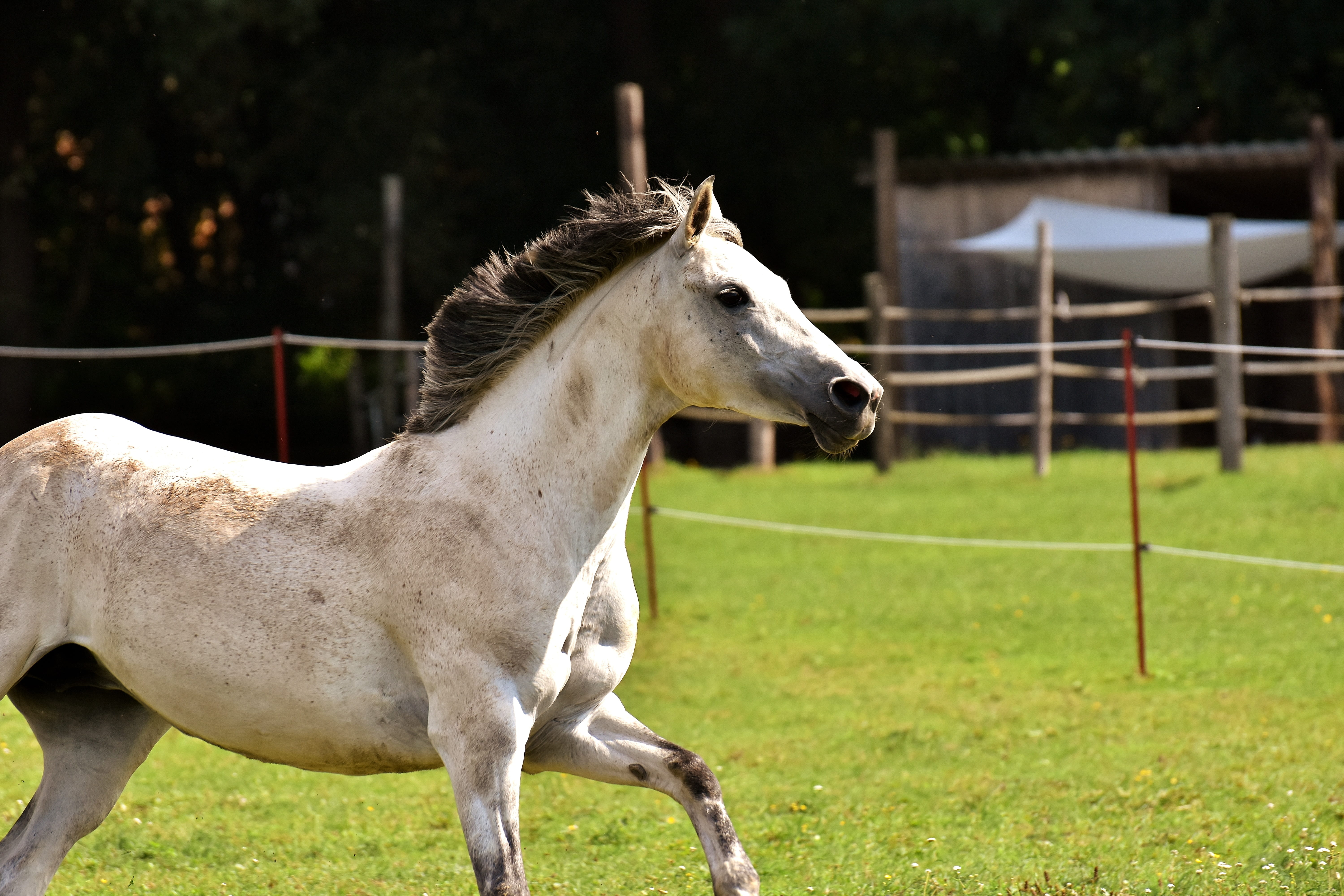 livestock, coupling, pony, domestic animals, 5K, domestic, mammal, working animal, animal wildlife, mold, left out, day, animal pen, no people, ranch, HD Wallpaper