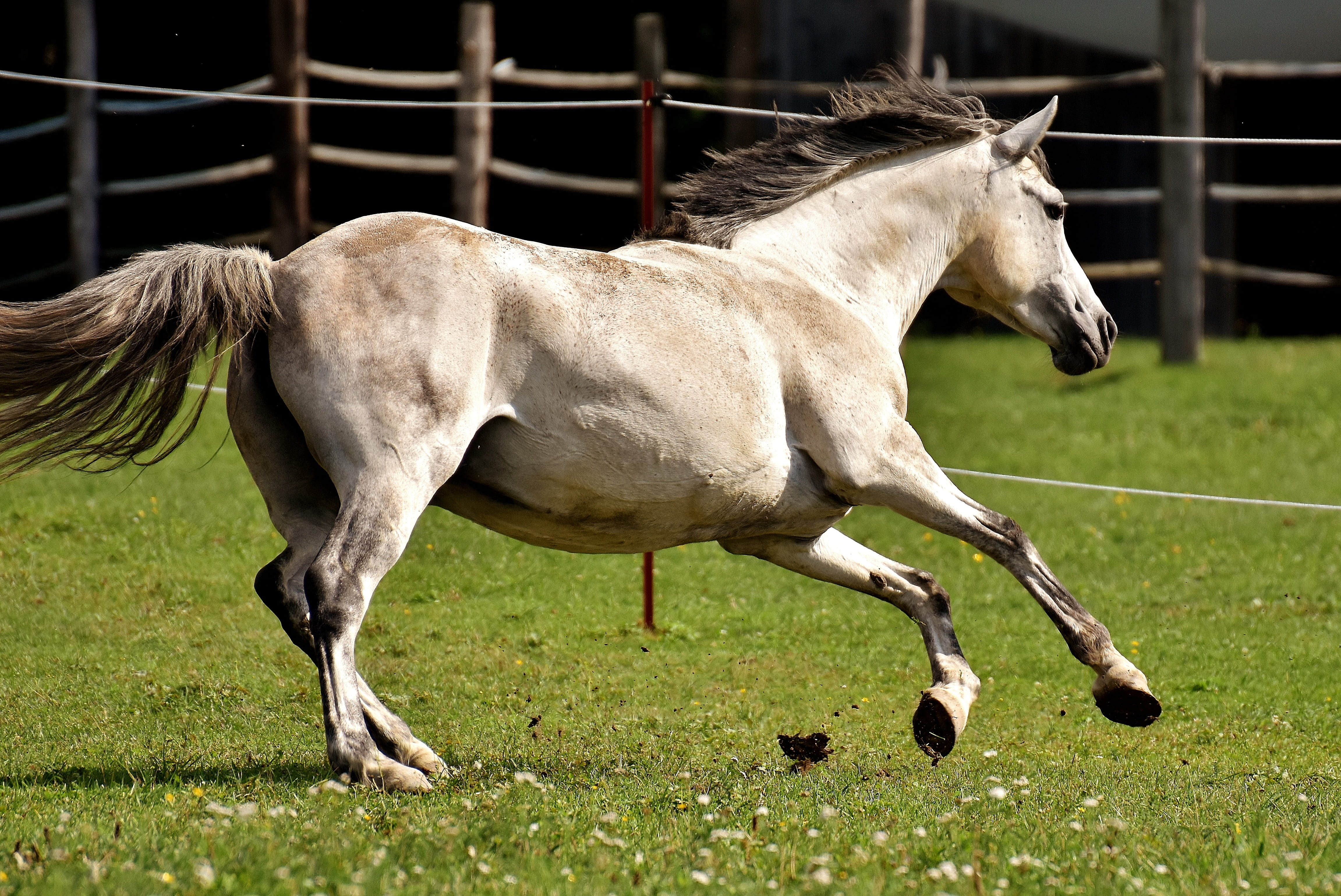 no people, domestic, pony, one animal, funny, animal, domestic animals, day, 4K, left out, plant, nature, vertebrate, herbivorous, mammal, mold, field, HD Wallpaper