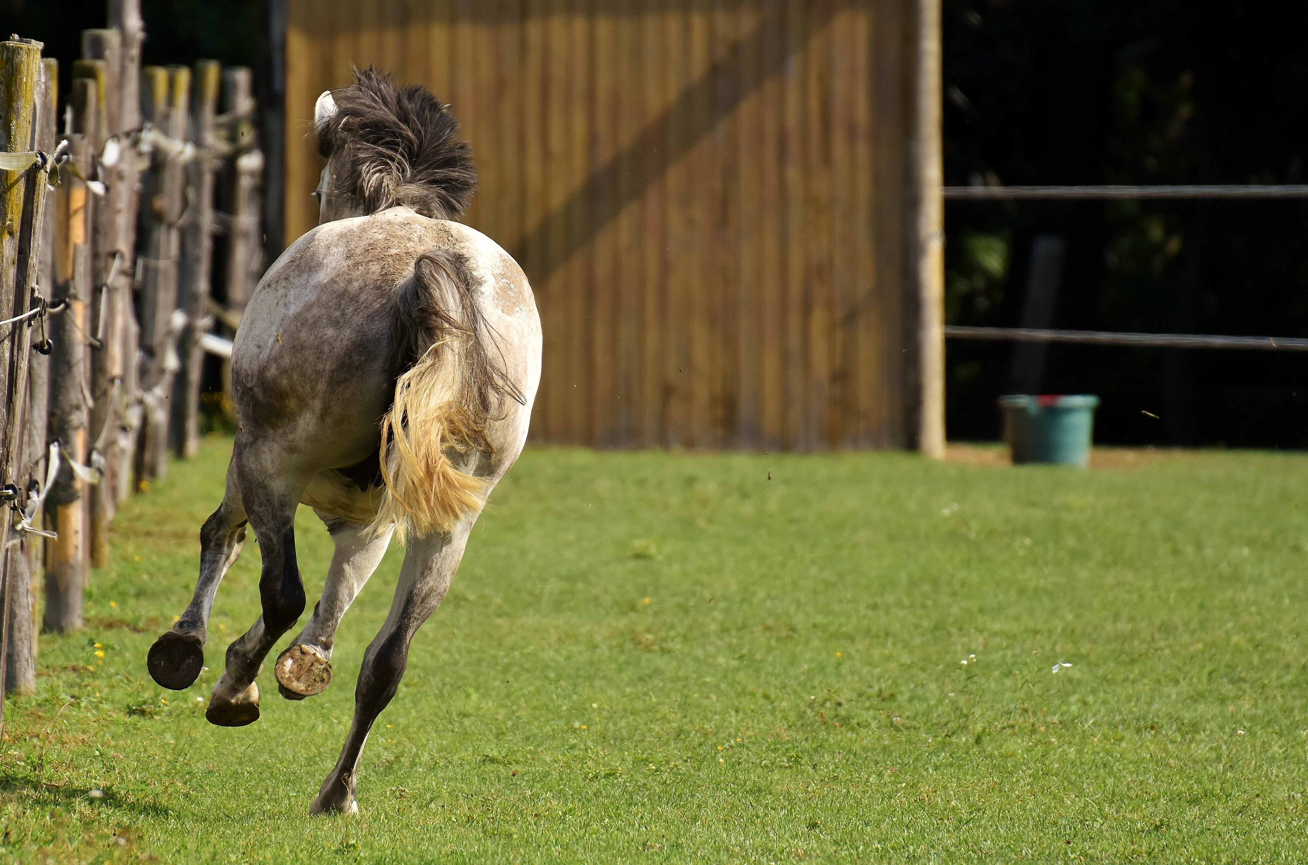 horse, animal, stable, love for animals, coupling, domestic, play, 4K, focus on foreground, working animal, rear view, animal wildlife, herbivorous, mold, HD Wallpaper