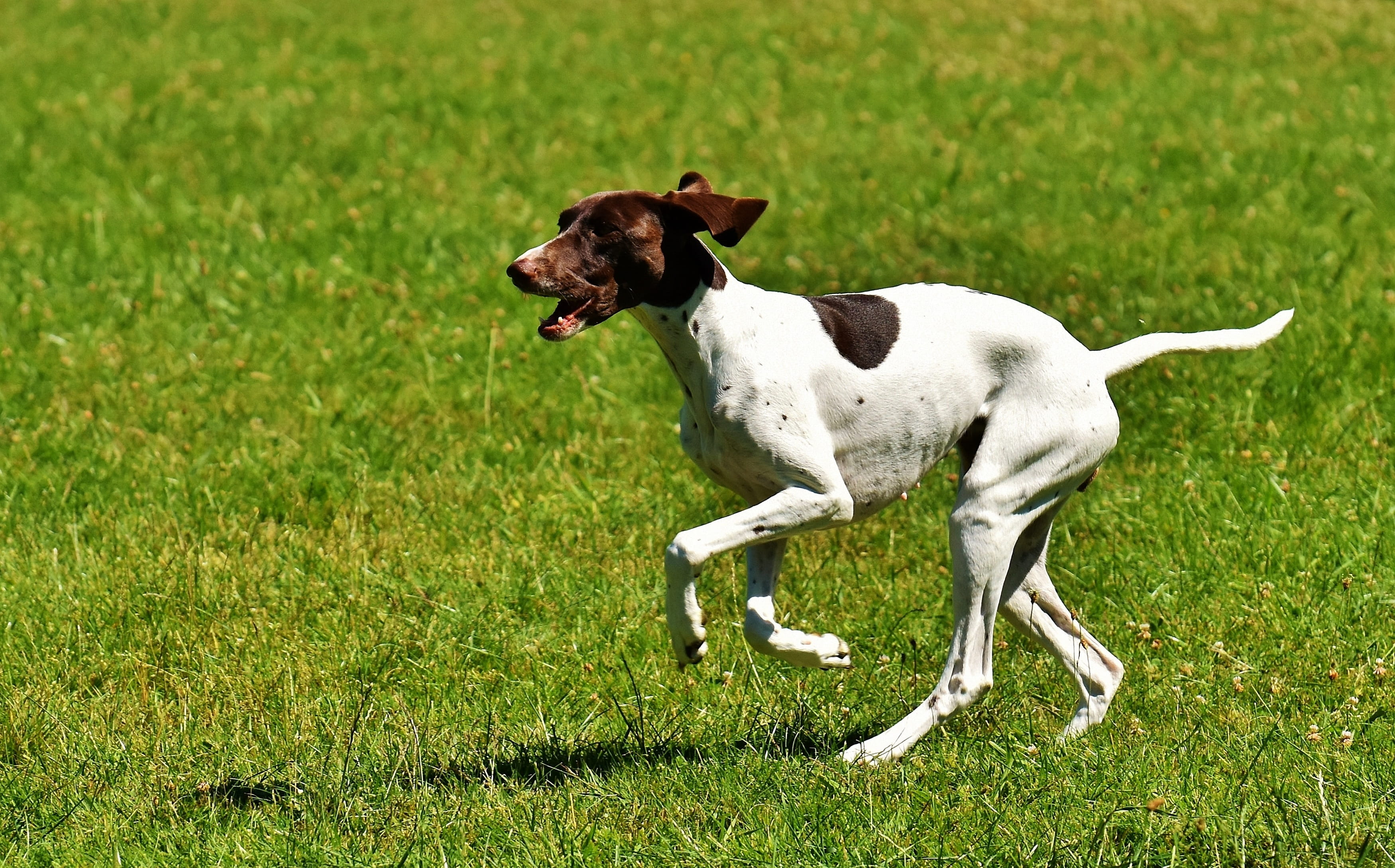 nature, white color, day, mammal, animal, running, domestic, Race, animal themes, Play, grass, field, land, one animal, vertebrate, dog, play, jack russell terrier, HD Wallpaper