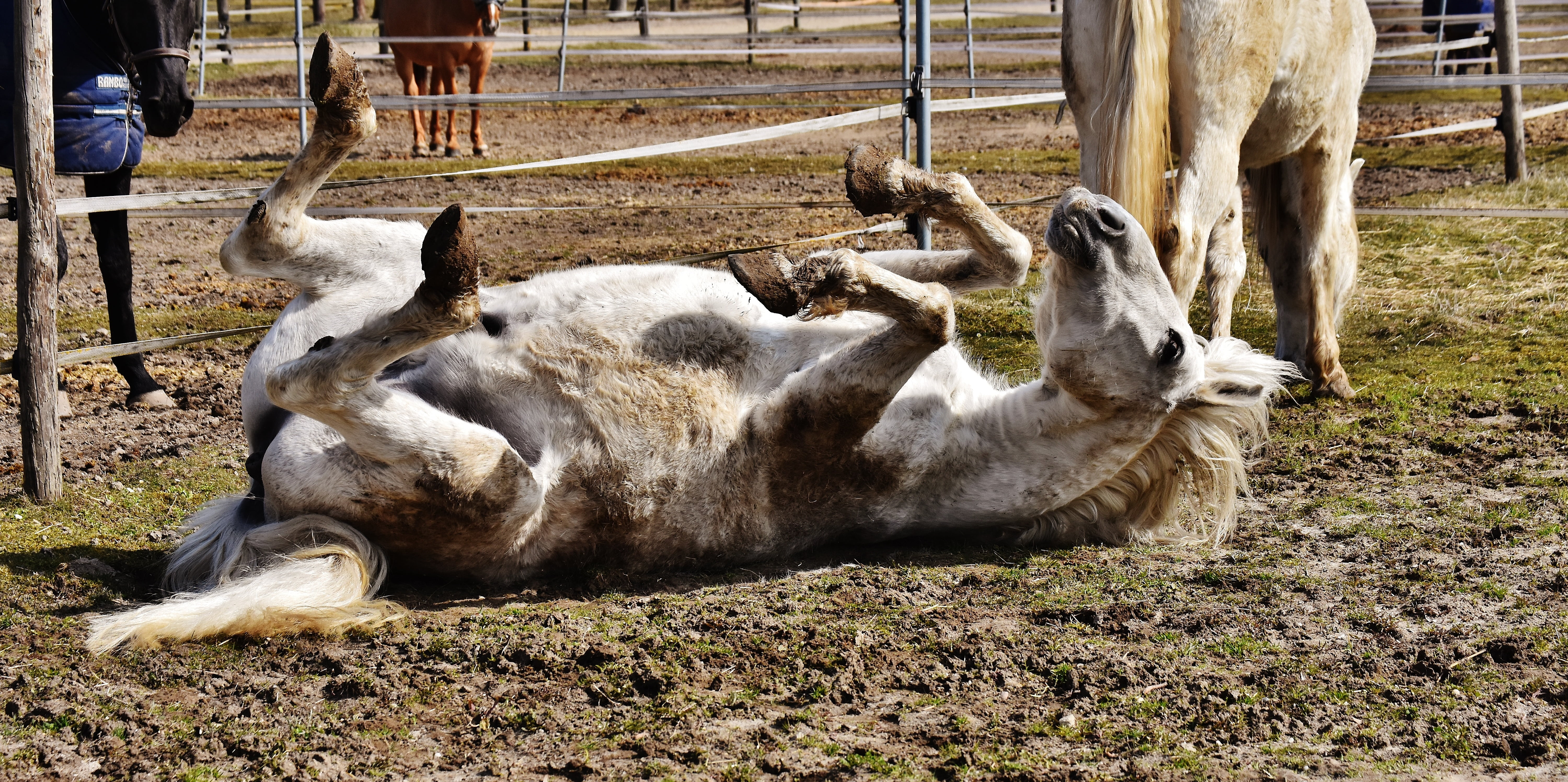 field, outdoors, herbivorous, 5K, no people, dirt, nature, horse, land, lying, wildlife photography, animal themes, ground, domestic, ranch, mammal, animal world, HD Wallpaper