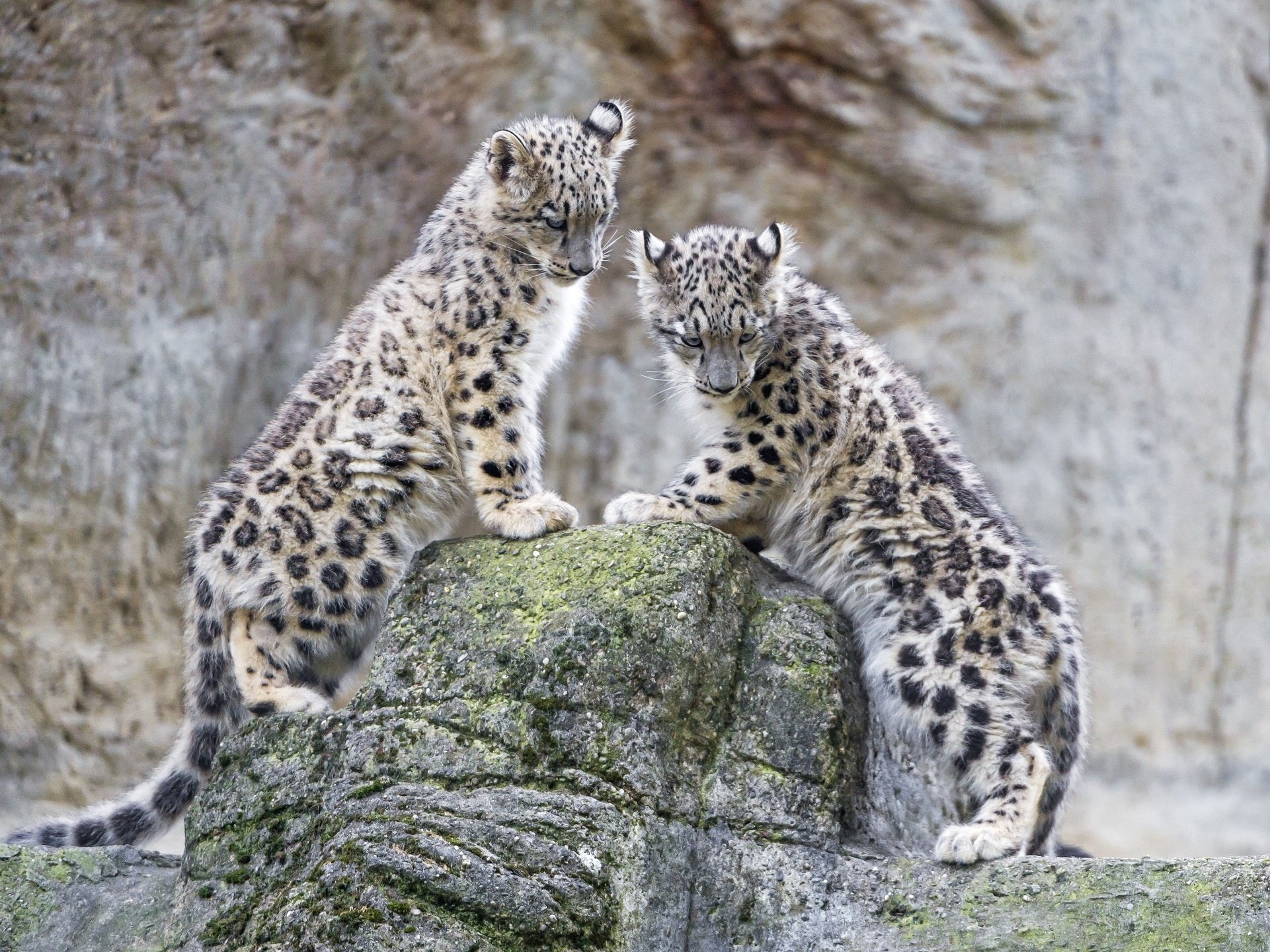 leopard, snow, leopards, 1080P, predator, couple, cat, wild, Cub, HD Wallpaper