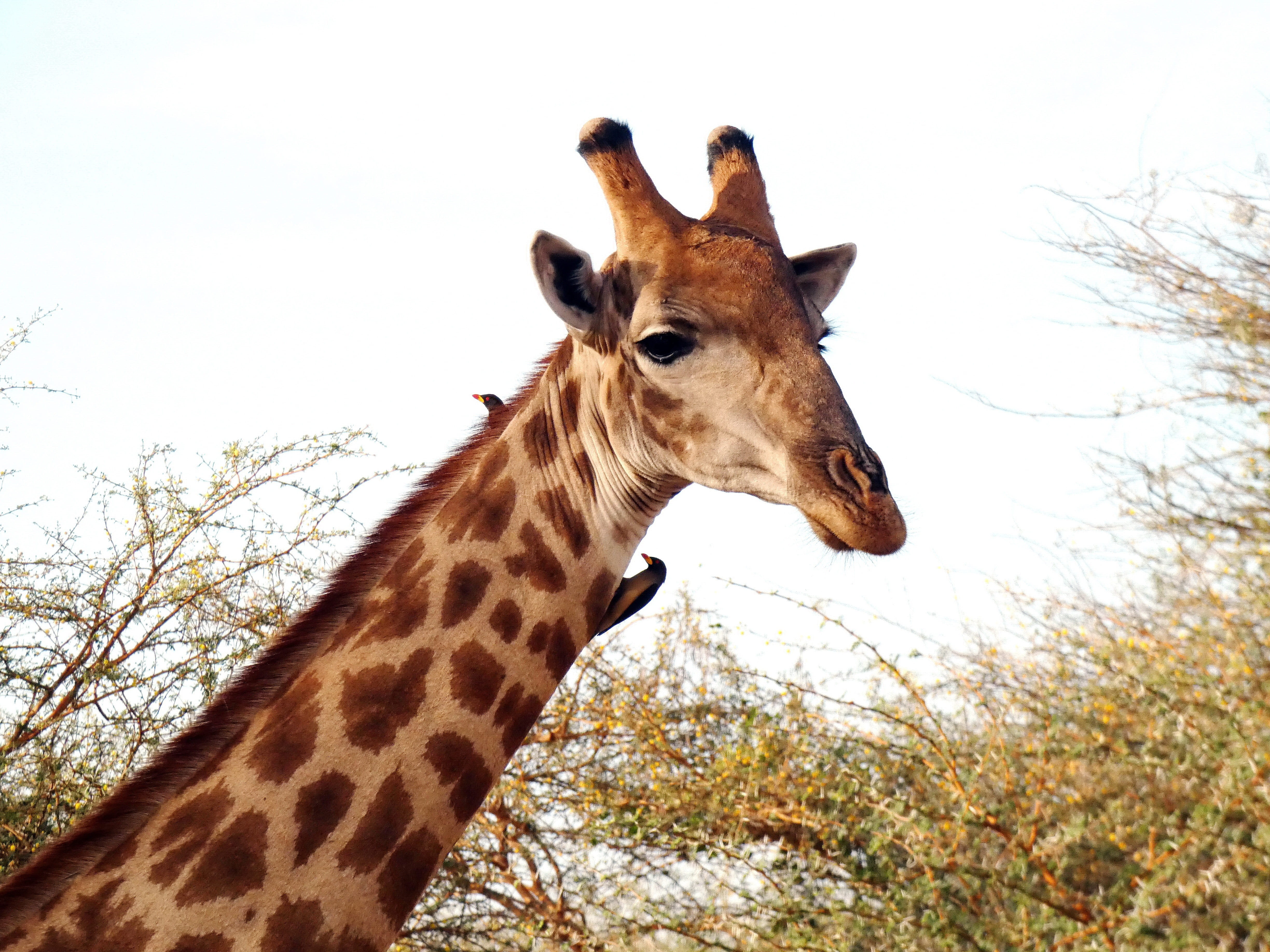 animal neck, one animal, giraffe, animal wildlife, outdoors, animal head, nature, pique-boeufs, 4K, no people, birds, sky, size, neck, animals in the wild, HD Wallpaper