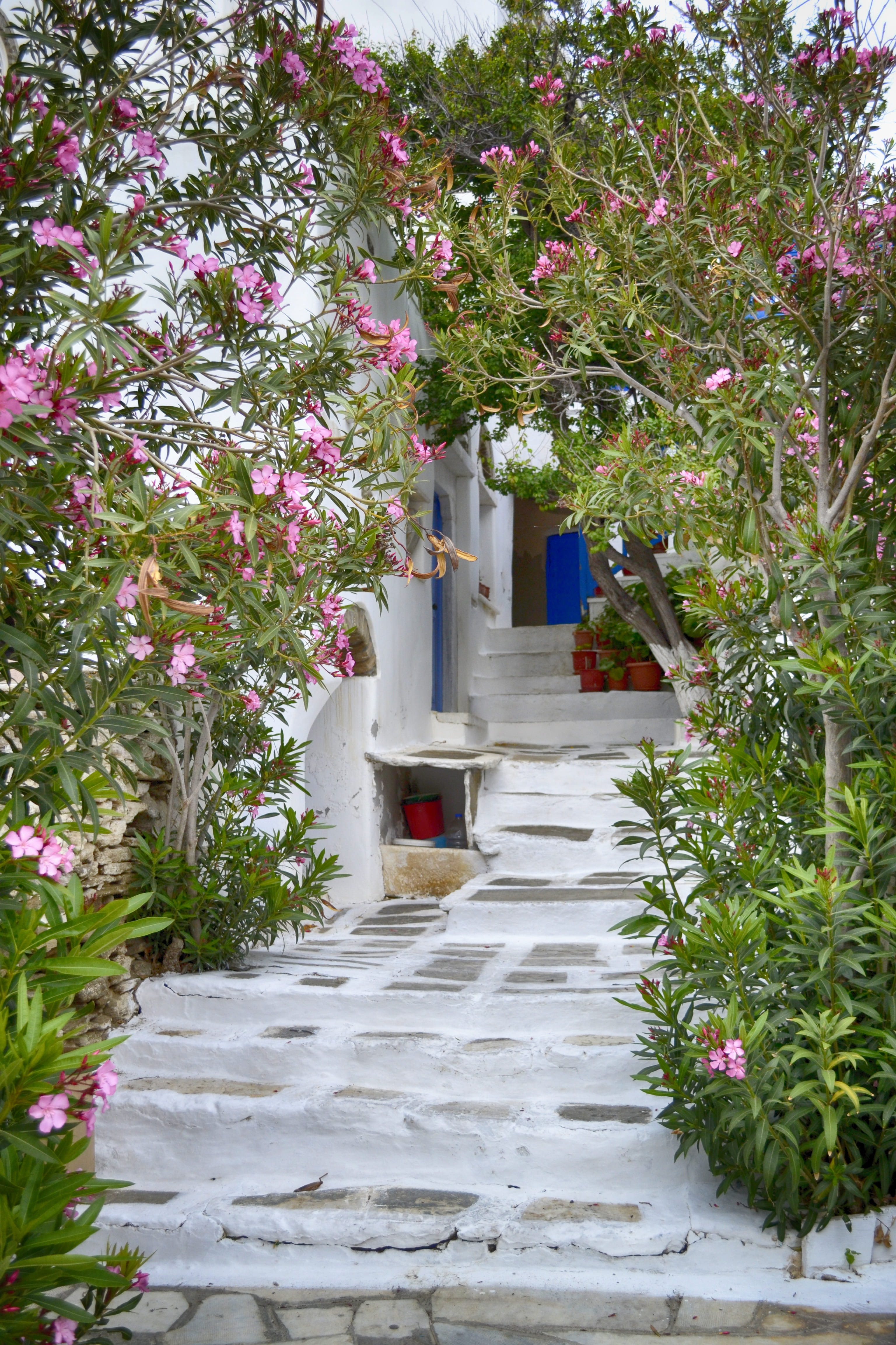 typical, flowering plant, destination, direction, garden path, scenery, flowers, plant, village, the way forward, colorful, front or back yard, entrance, Phone HD Wallpaper