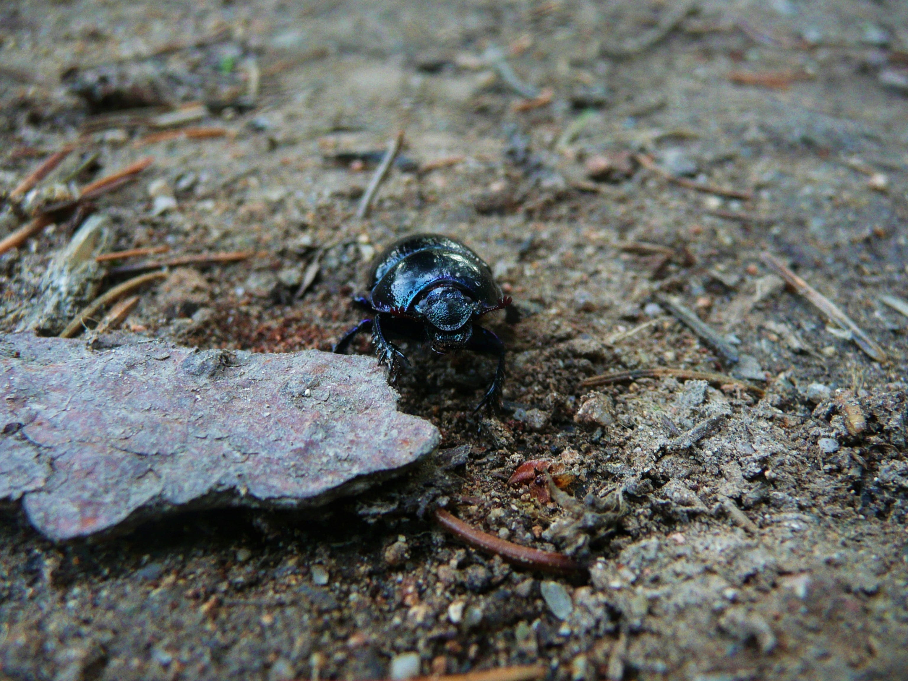 dung, insect, animals in the wild, selective focus, science, one animal, wildlife, close-up, nature, biology, land, day, beetle, animal themes, no people, HD Wallpaper
