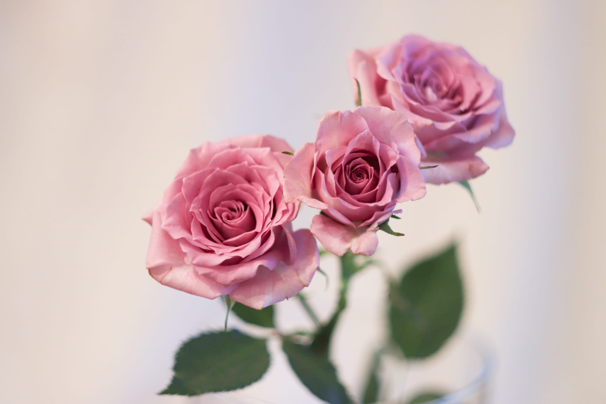 1080P, rose - flower, fragility, freshness, indoors, roses, beauty in nature, studio shot, three, day of birth, bud, wedding, give, love, petal, close-up, HD Wallpaper