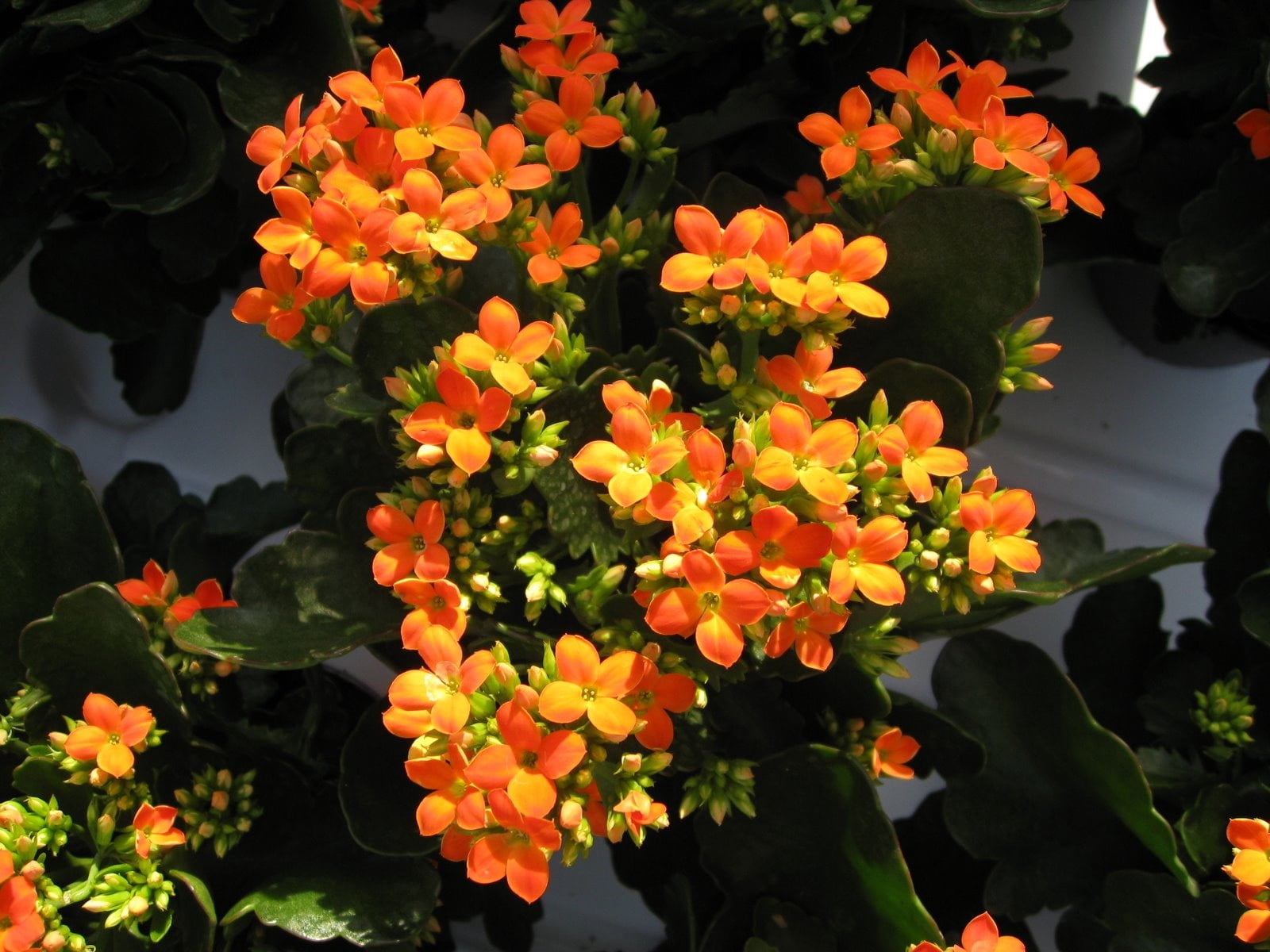 orange, close-up, plant, orange color, multi Colored, kalanchoe, botany, leaves, park, nature, petaled, gardening, flower, fragility, backgrounds, leaf, HD Wallpaper
