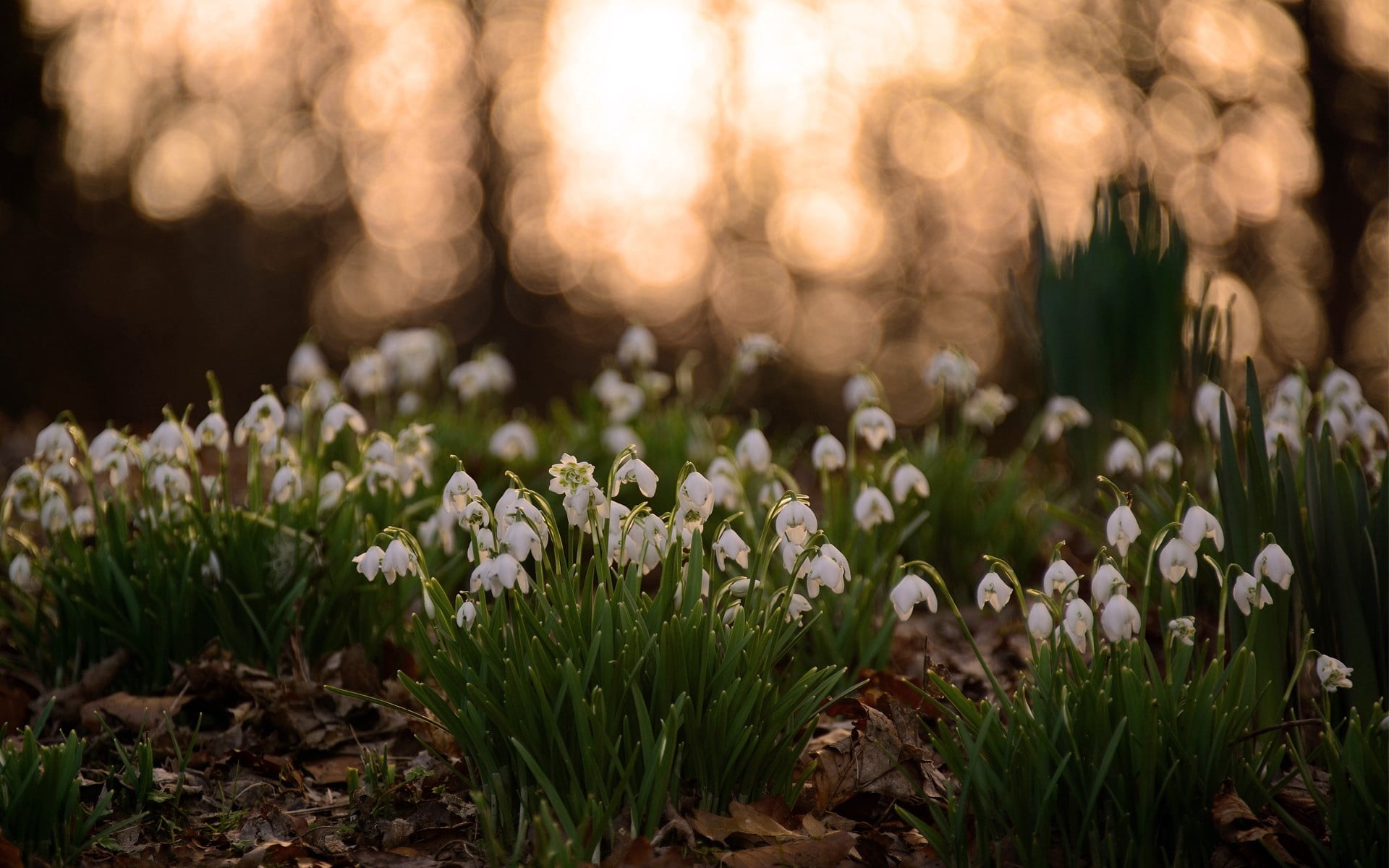 fragility, flower head, beauty in nature, leaves, land, crocus, bundles, flowering plant, petal, inflorescence, day, vulnerability, springtime, no people, HD Wallpaper