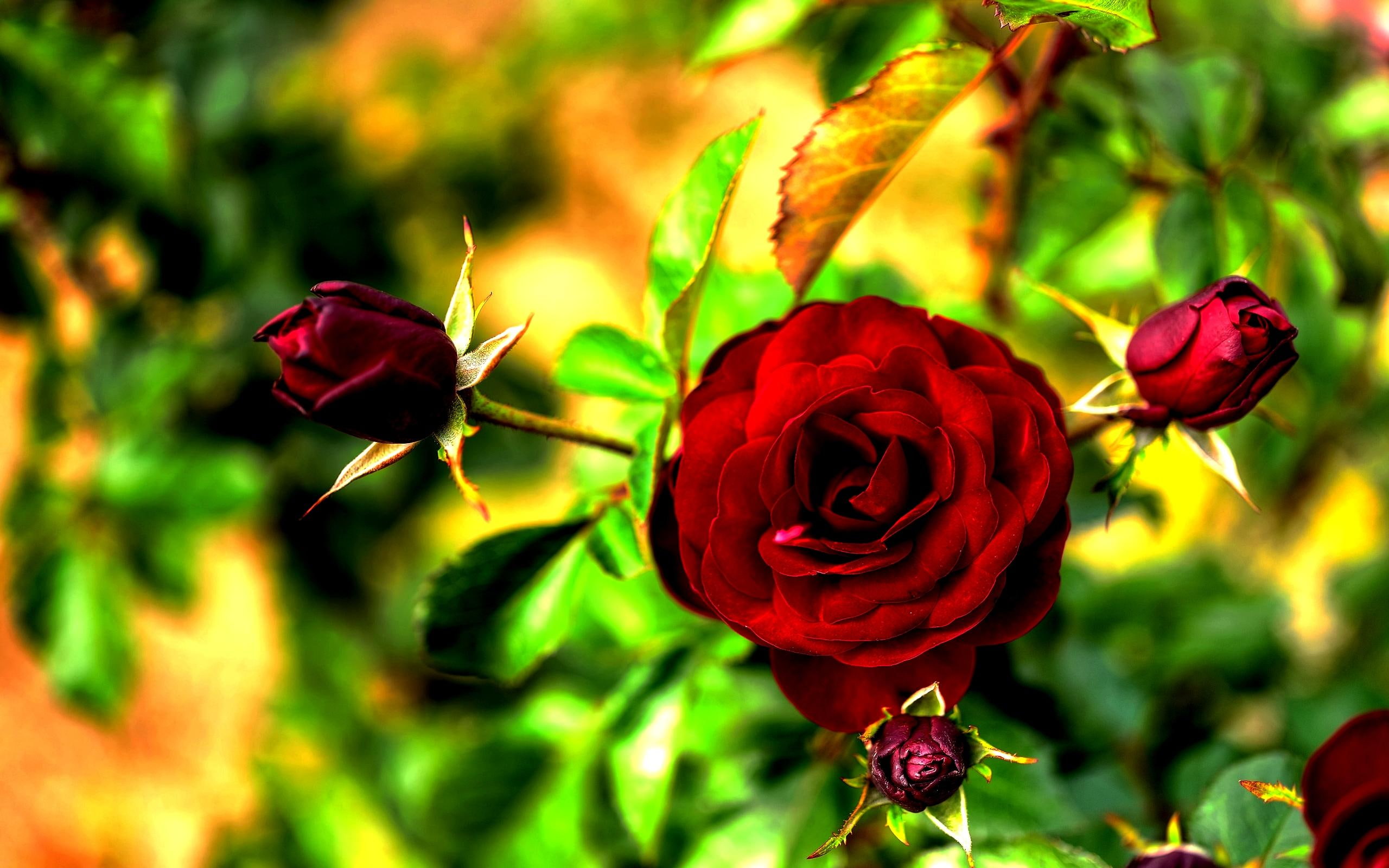 buds, 2K, nature, rose, red, rich, nature and landscapes, spring, HD Wallpaper