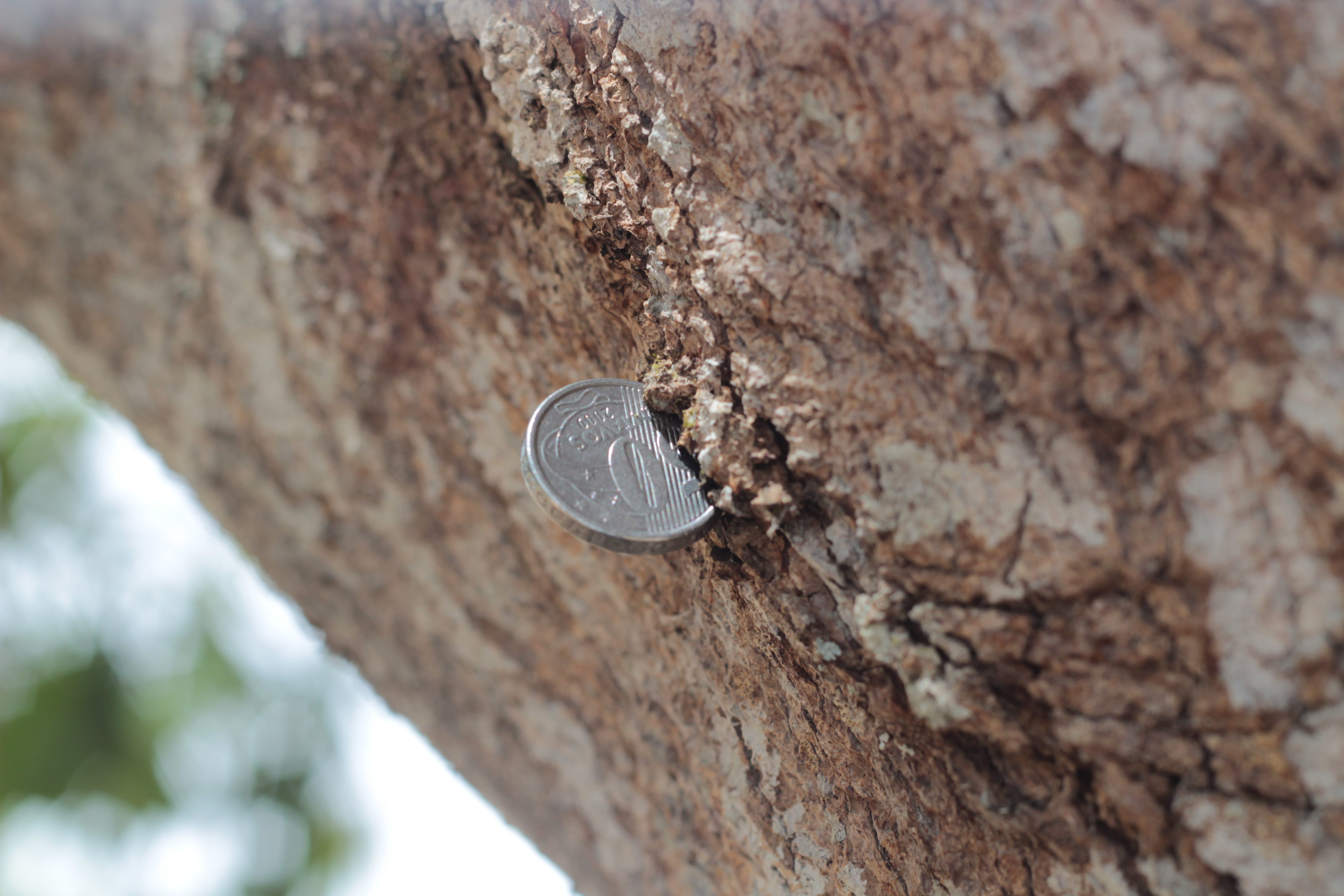 rock, finance, money, value, brazilian currency, nature, salary, tree trunk, trunk, heart shape, rock - object, currency, metal, tree, no people, textured, HD Wallpaper