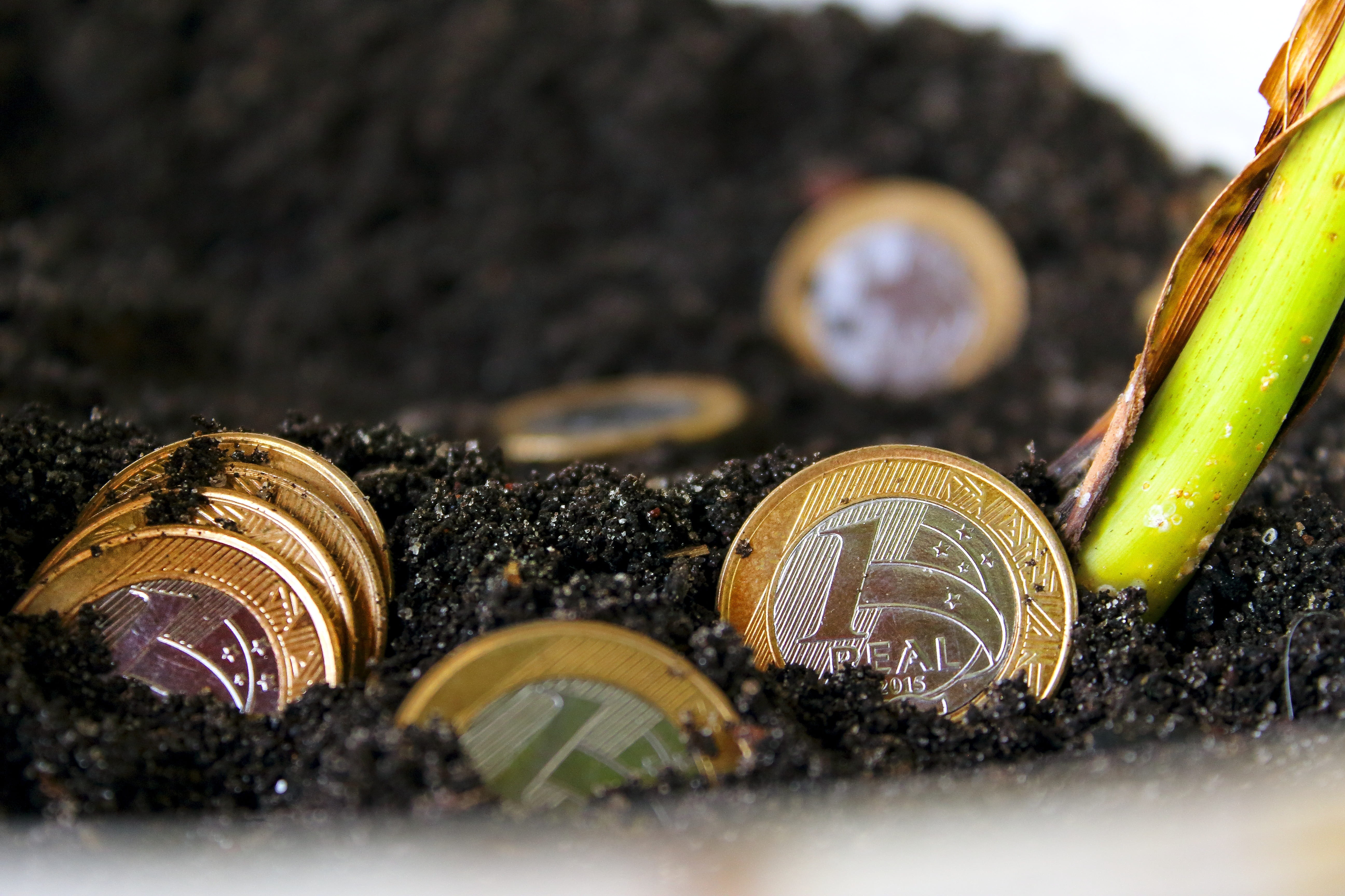 financial education, selective focus, growth, nature, no people, plant, gardening, money, still life, wealth, vegetable, dirt, healthy eating, abundance, HD Wallpaper