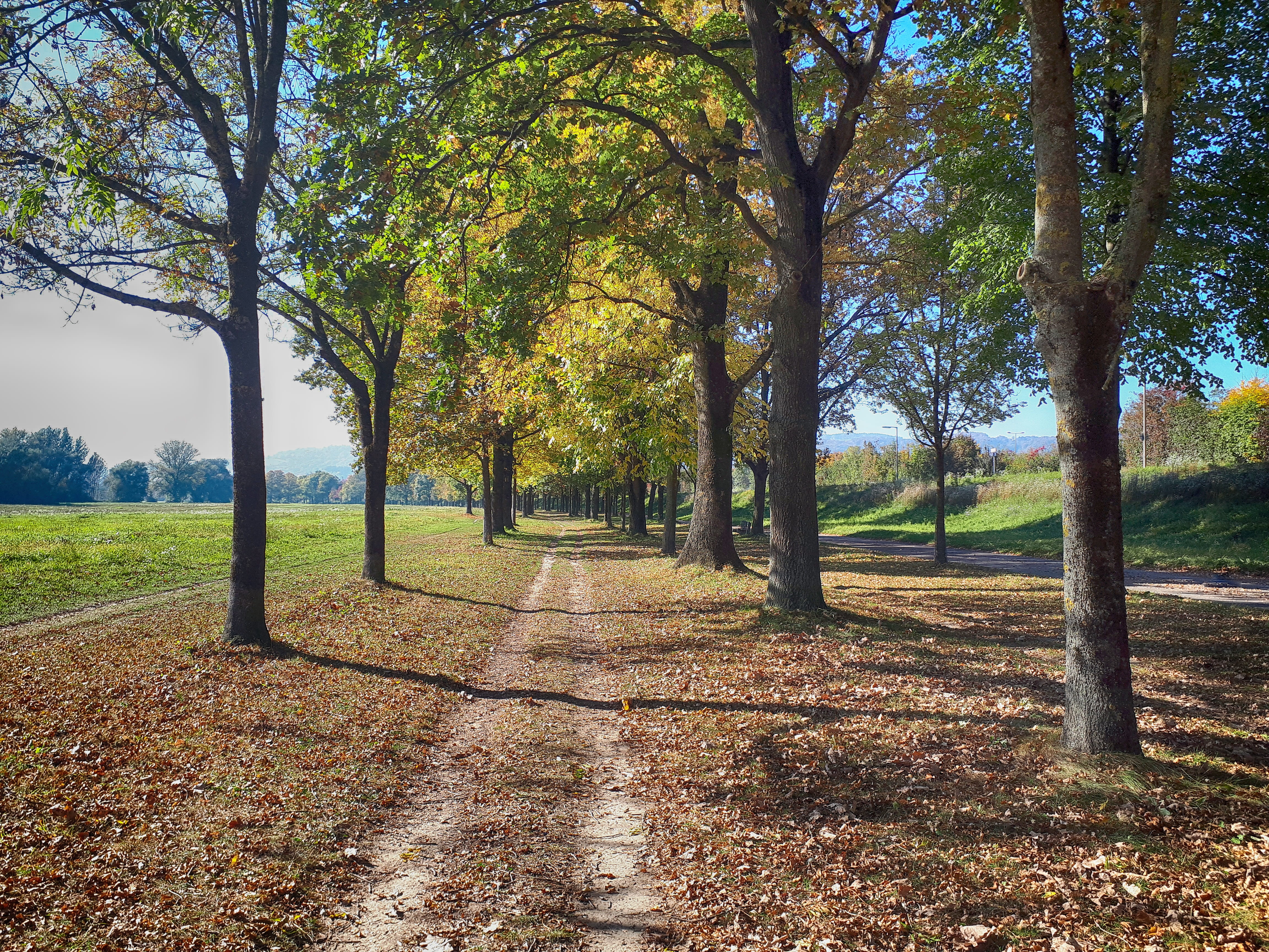 growth, road, footpath, park, plant, day, tranquil scene, away, change, treelined, no people, recreational area, sunlight, recovery, trees, outdoors, trail, HD Wallpaper