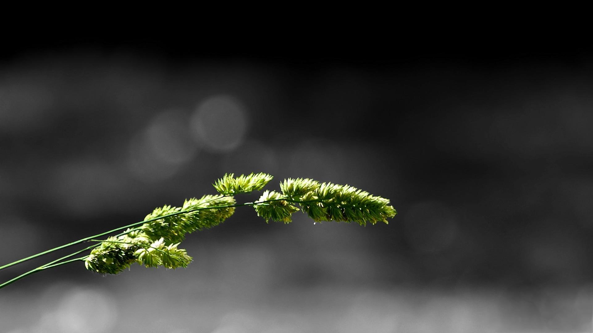 wheat, colorsplash, 1080P, grass, 3d and abstract, black and white, HD Wallpaper