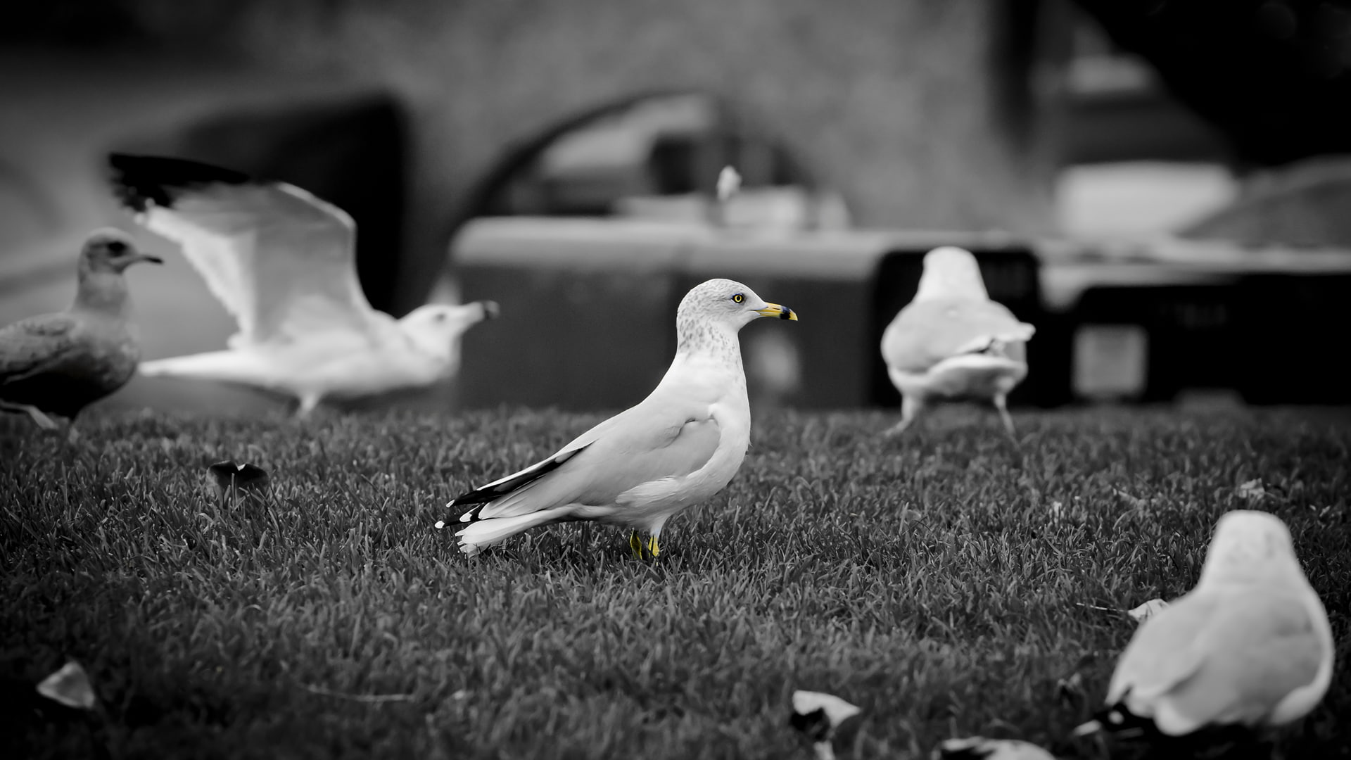 hd, colorsplash, birds, gray, bird, seagull, group, bw, animals, 1080P, seagulls, scale, HD Wallpaper