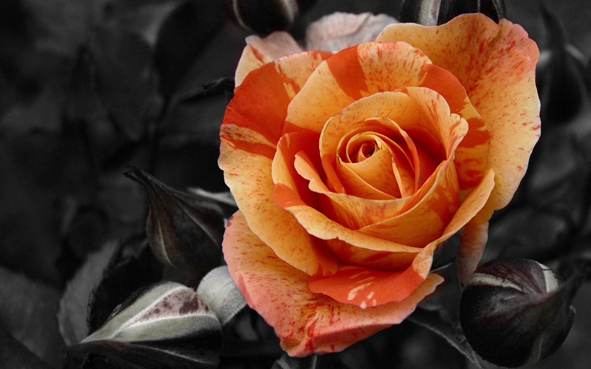 colorsplash, hd, nature, rose, flower, orange, 1080P, HD Wallpaper