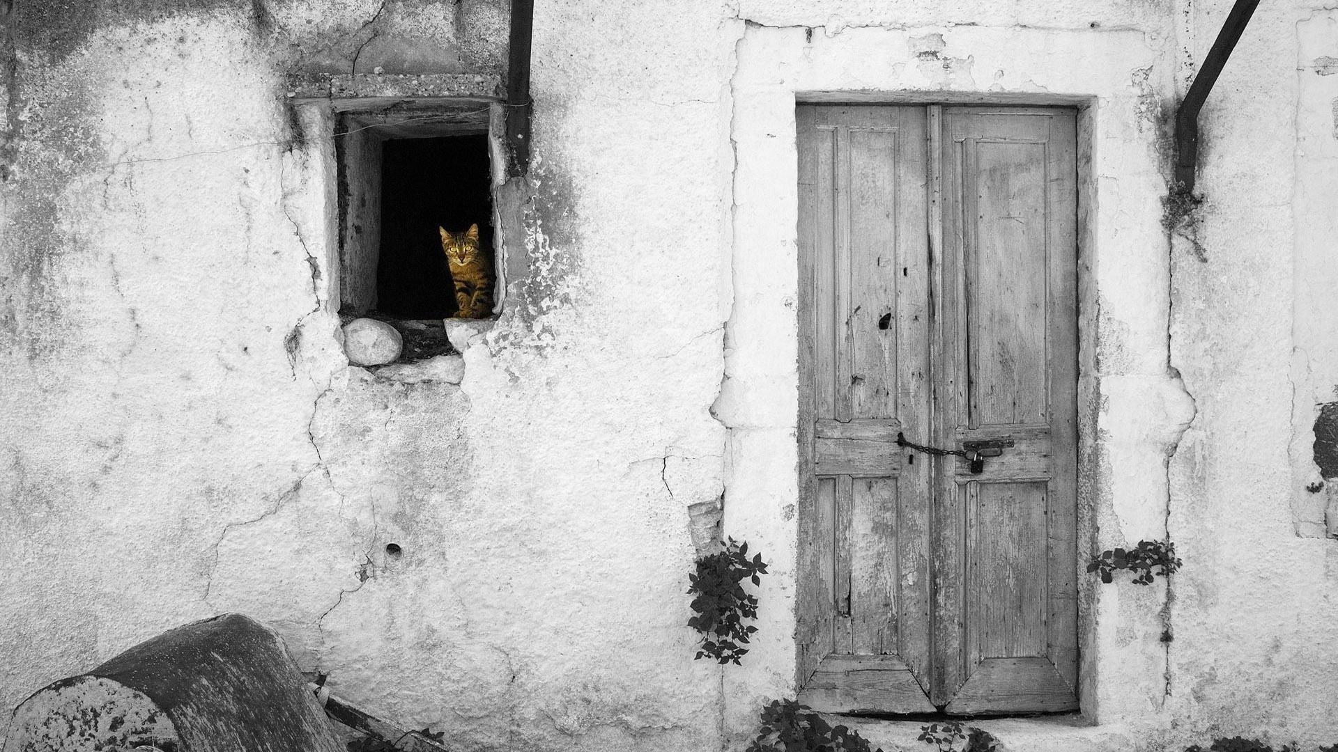 cat, window, photography, colorsplash, black and white, animals, gray, door, 1080P, wooden, HD Wallpaper