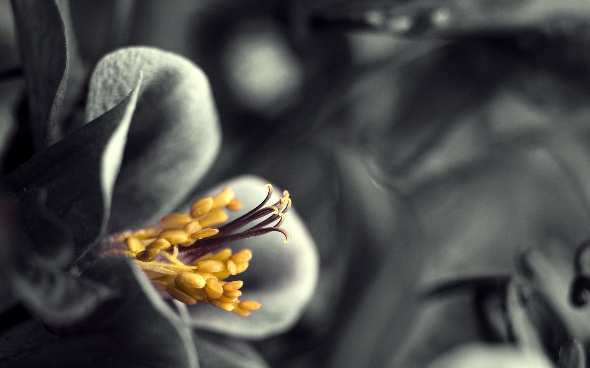yellow, hd, flower, 1080P, colorsplash, pollens, nature, HD Wallpaper