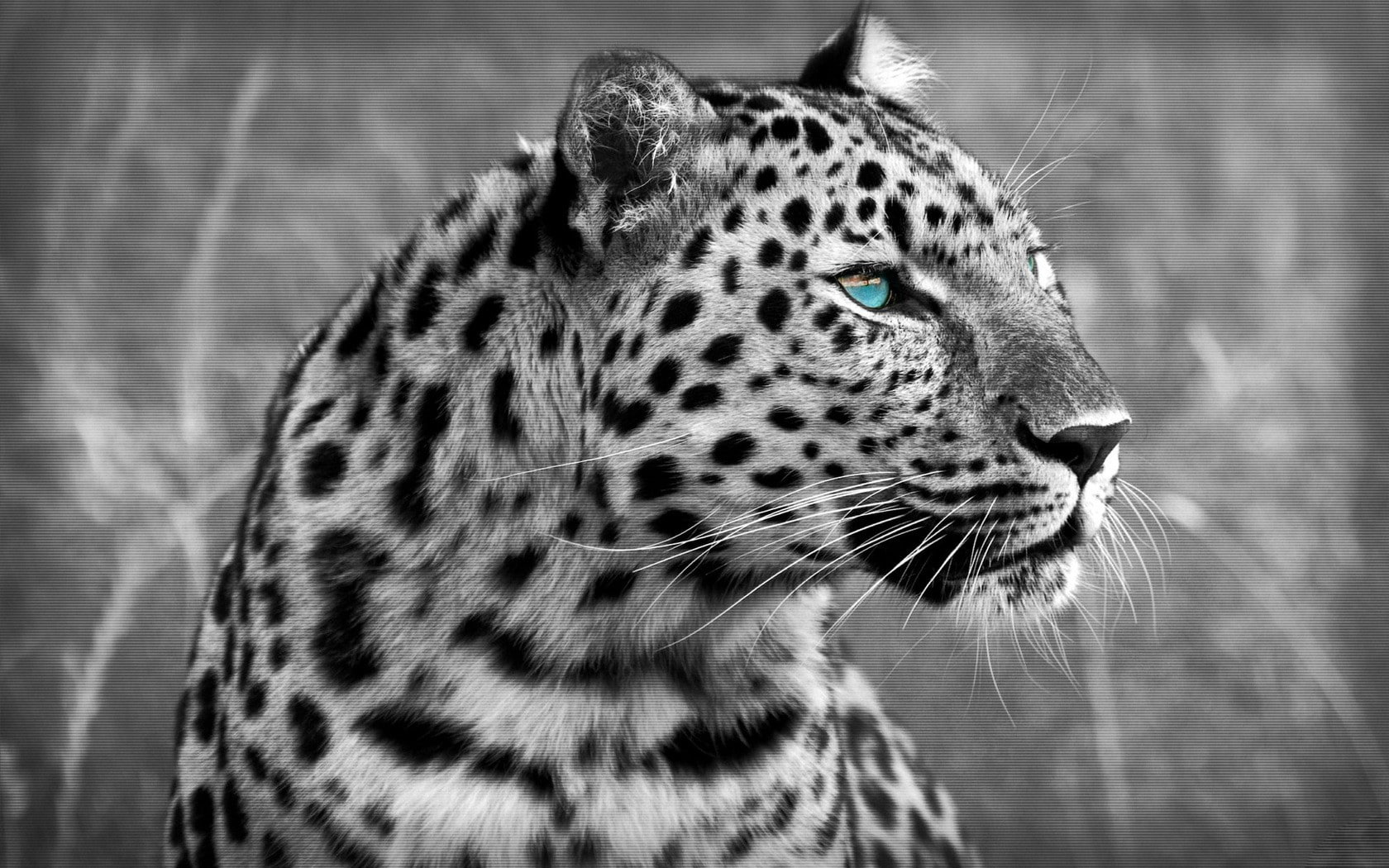 animals, leopard, photo, grayscale, hd, 720P, colorsplash, HD Wallpaper