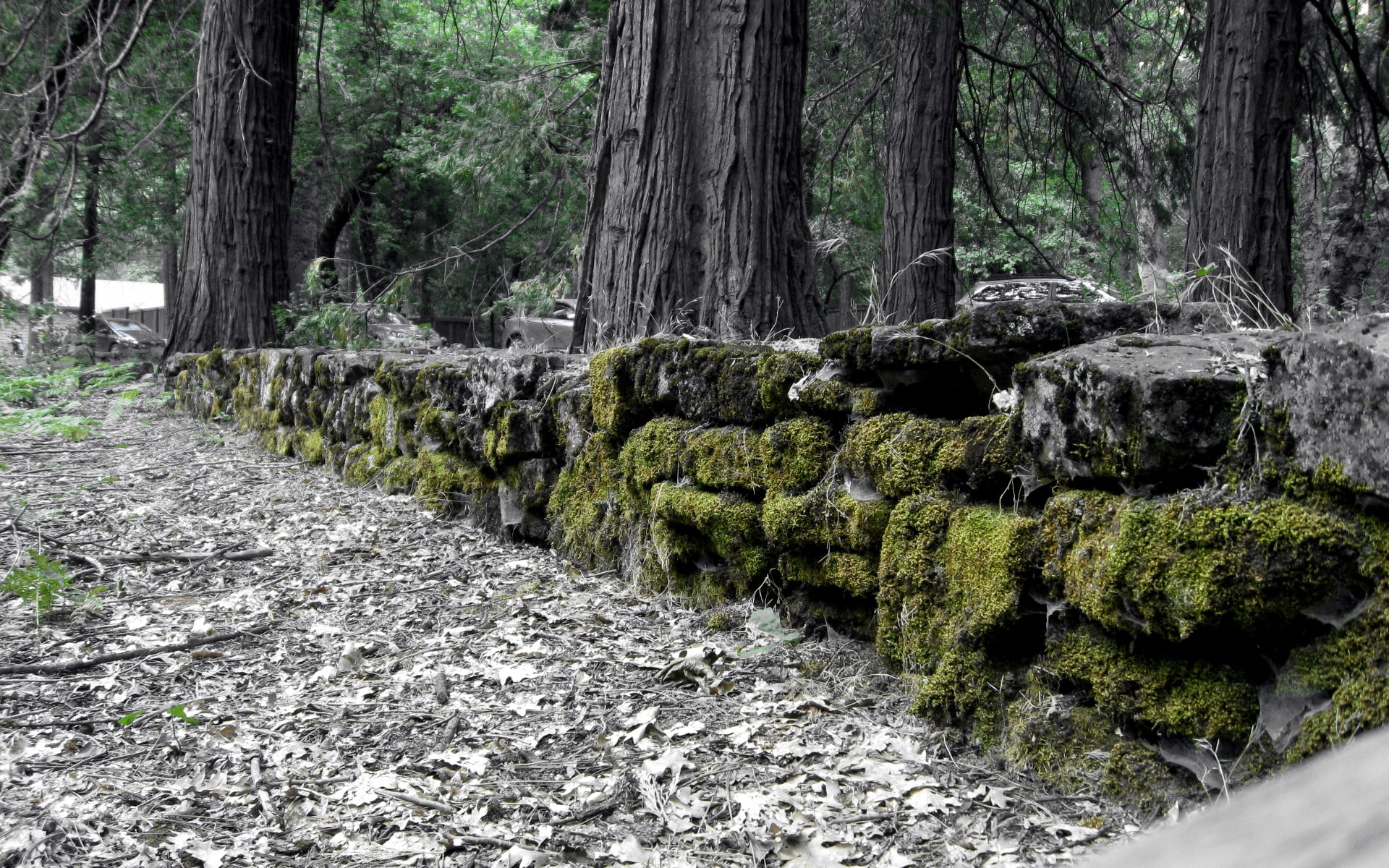 black, nature, moss, 1080P, forest, trees, hd, colorsplash, rocks, stone, rock, HD Wallpaper