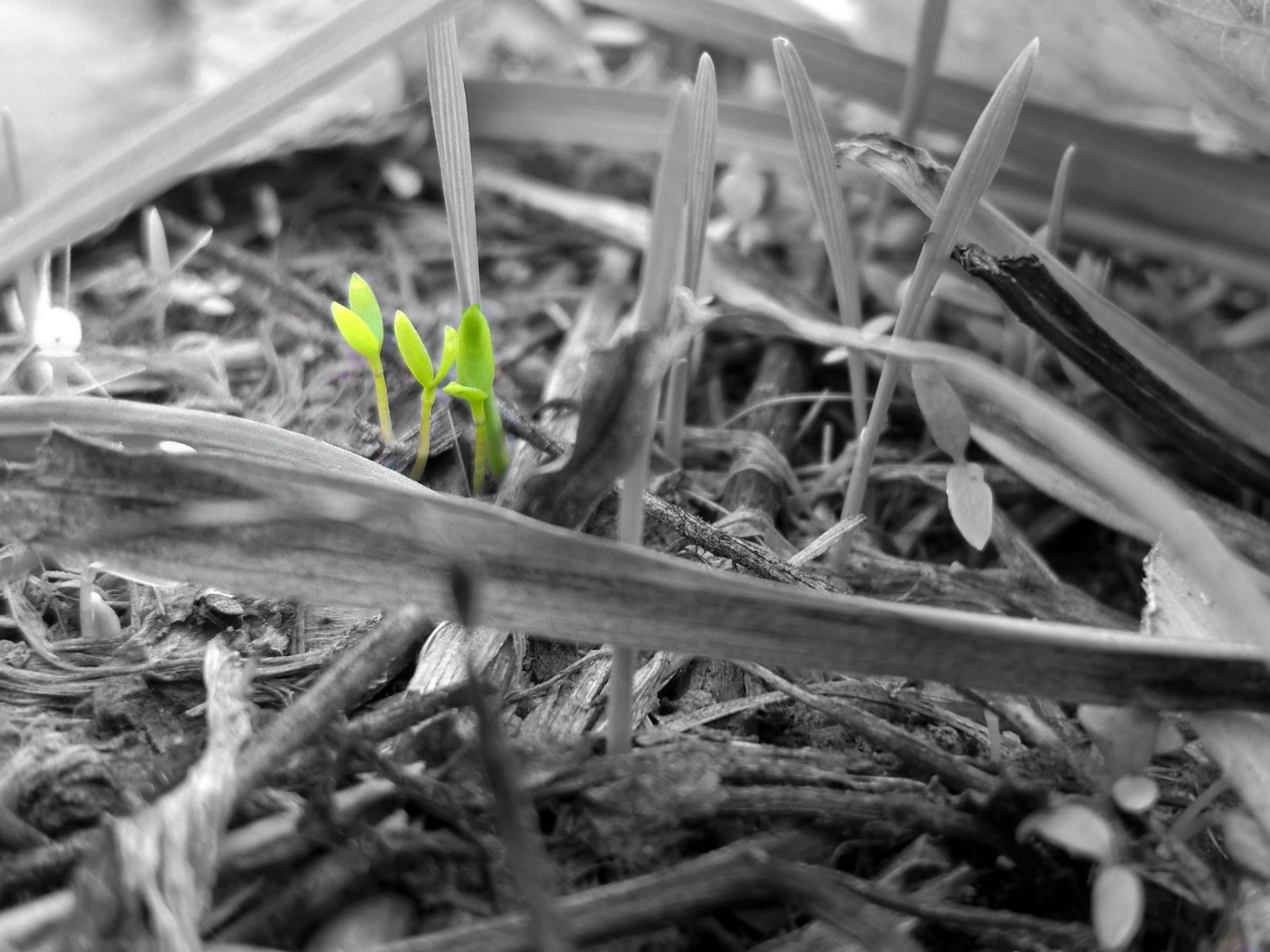 day, garden, iran, botany, beauty in nature, fragility, blackwhite, nature, east azerbaijan province, blade of grass, bw, field, plant, land, sprout, no people, HD Wallpaper
