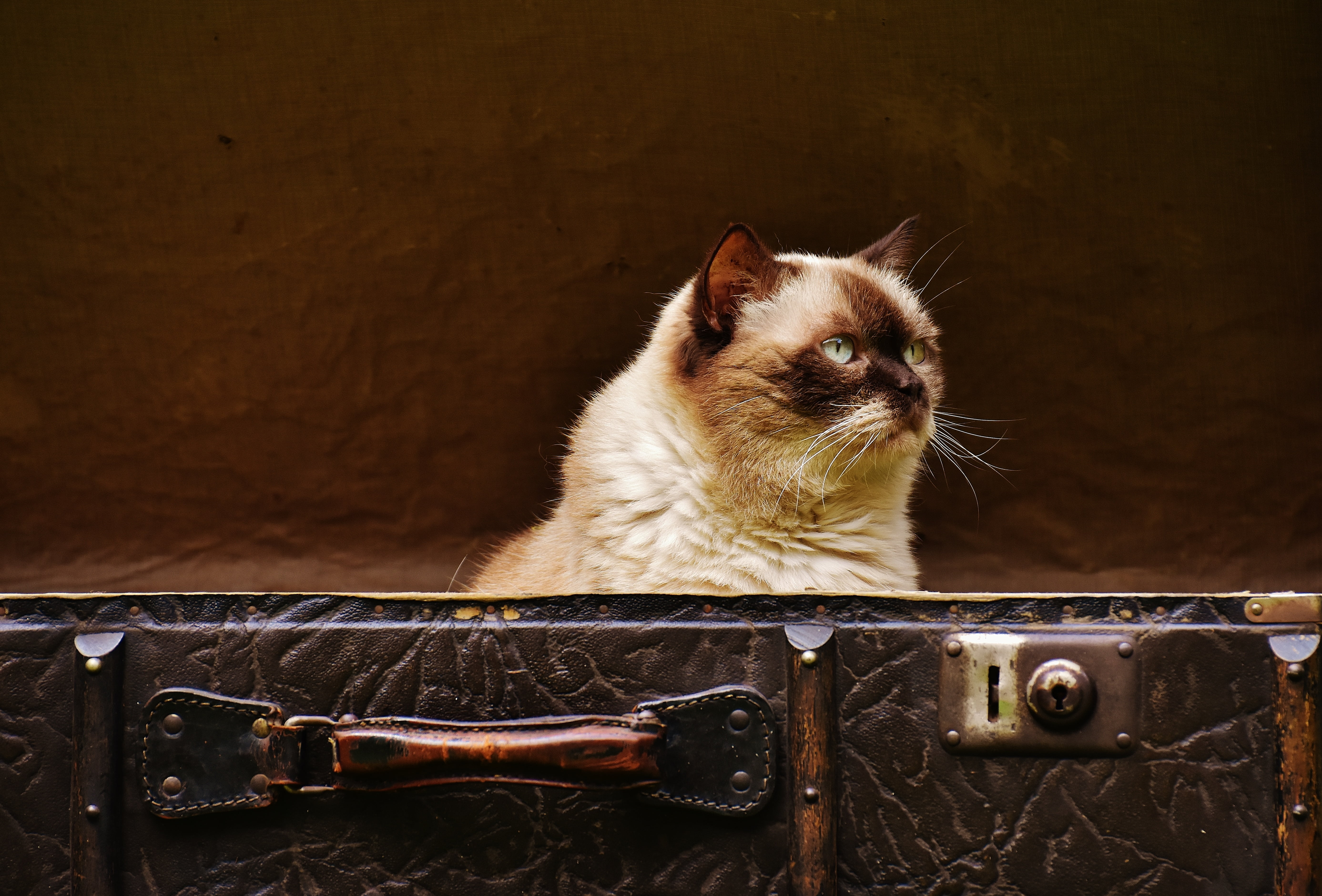 briefcase, brown, one animal, indoors, animal themes, old suitcase, british shorthair, domestic cat, mammal, funny, feline, young animal, 5K, wood - material, HD Wallpaper