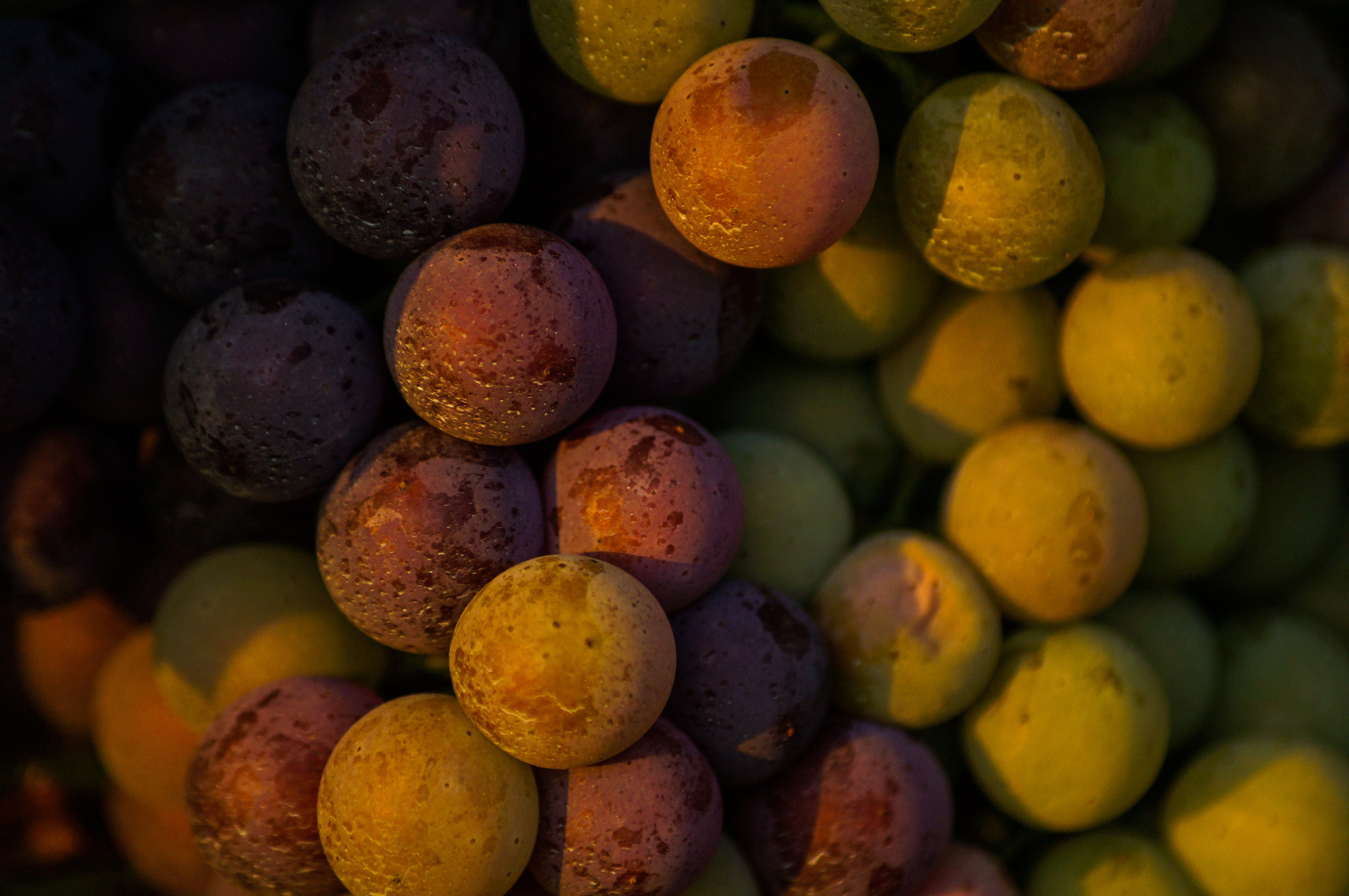 Denomination of Controlled and Guaranteed Origin, red wine, Nebbiolo, Barbaresco, Piemonte, wine, DOCG, grapes, Italy, 4K, vitis vinifera, HD Wallpaper