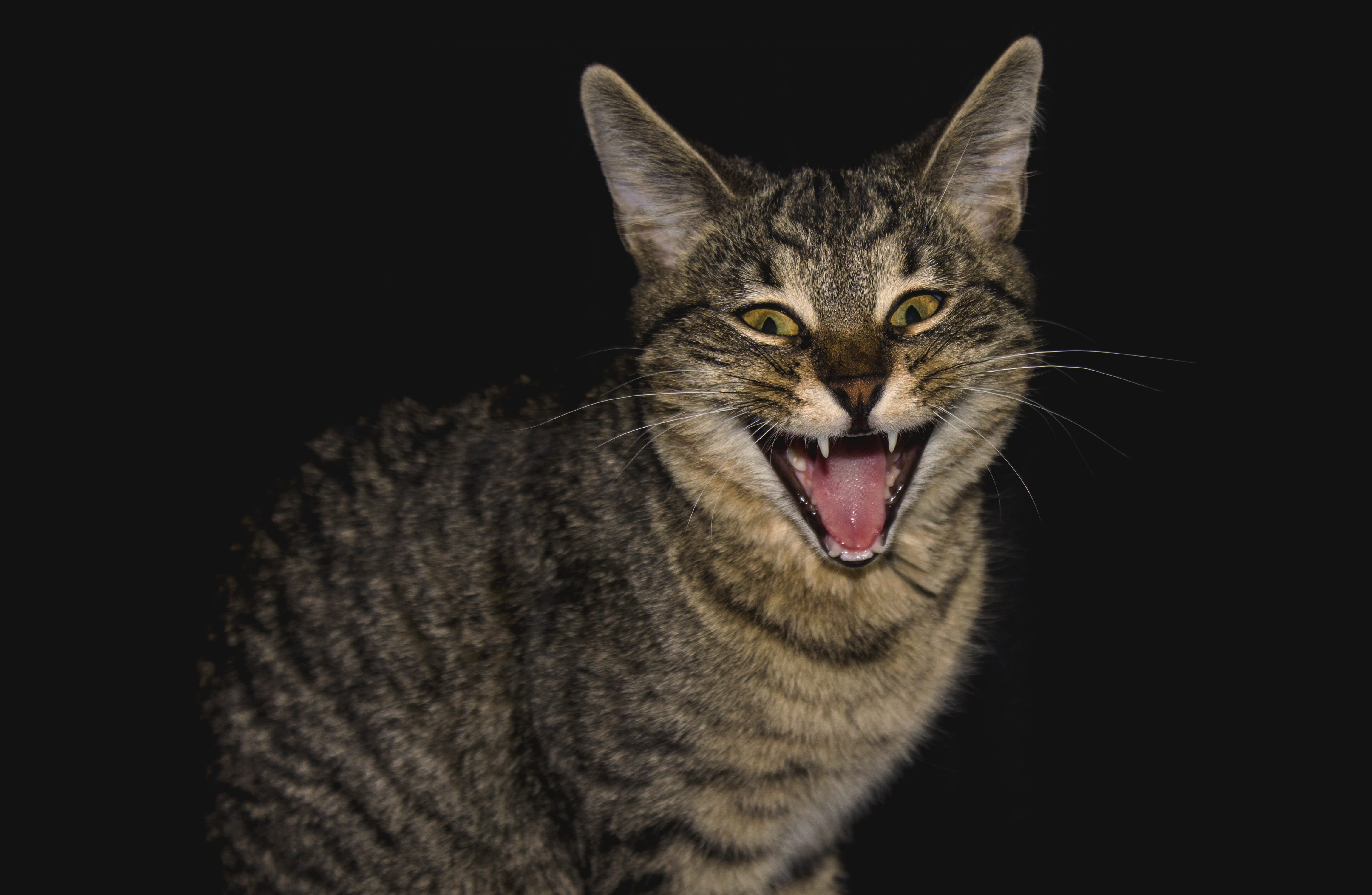 predator, cat, mouth, one animal, whisker, animal, close-up, aggression, vertebrate, studio shot, no people, mouth open, indoors, domestic cat, facial expression, HD Wallpaper