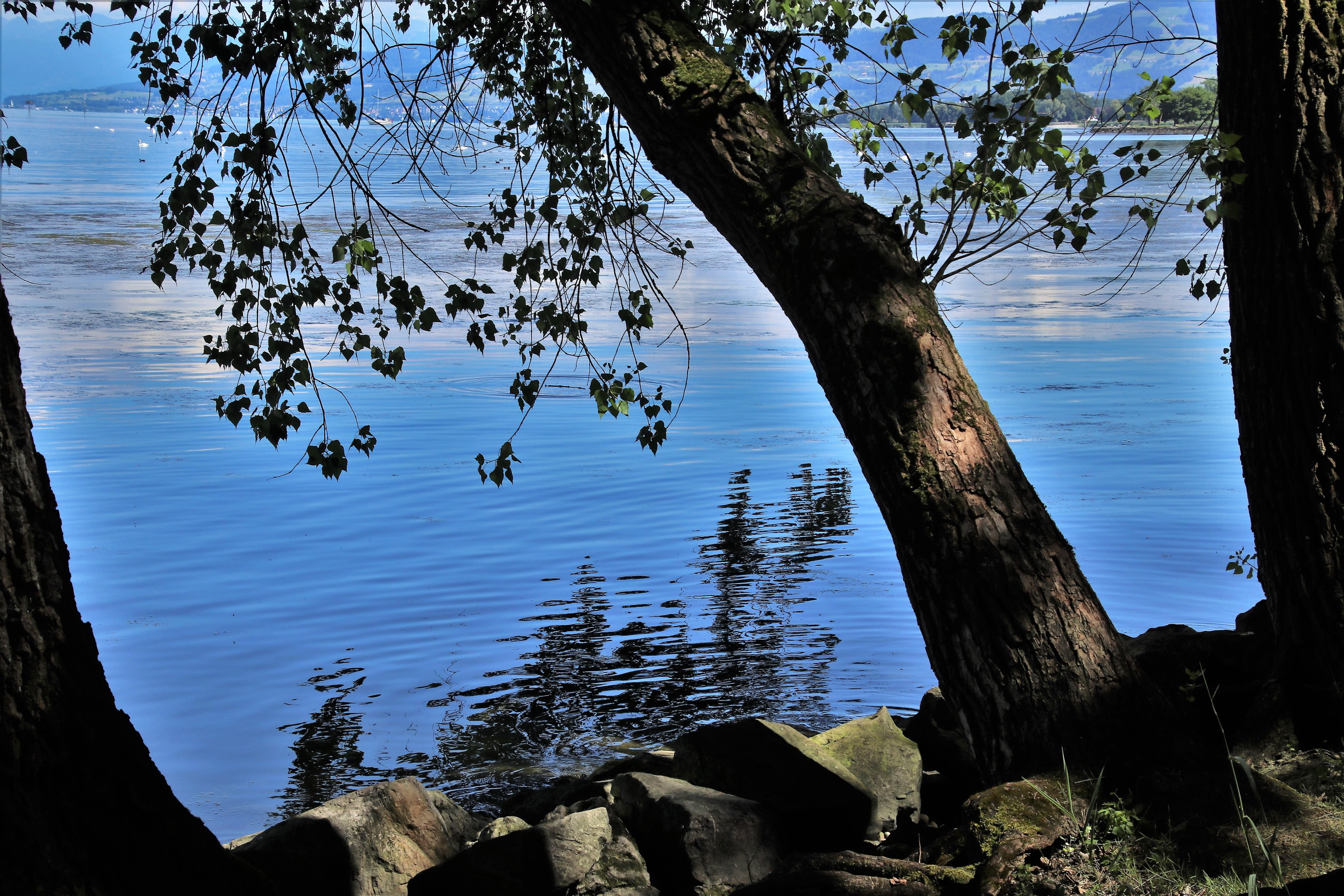 mirror image, reflection, lighting, nature, growth, trees, day, the stones, branch, romantic, blue, rocks, bodensee, landscape, tranquil scene, panorama, HD Wallpaper