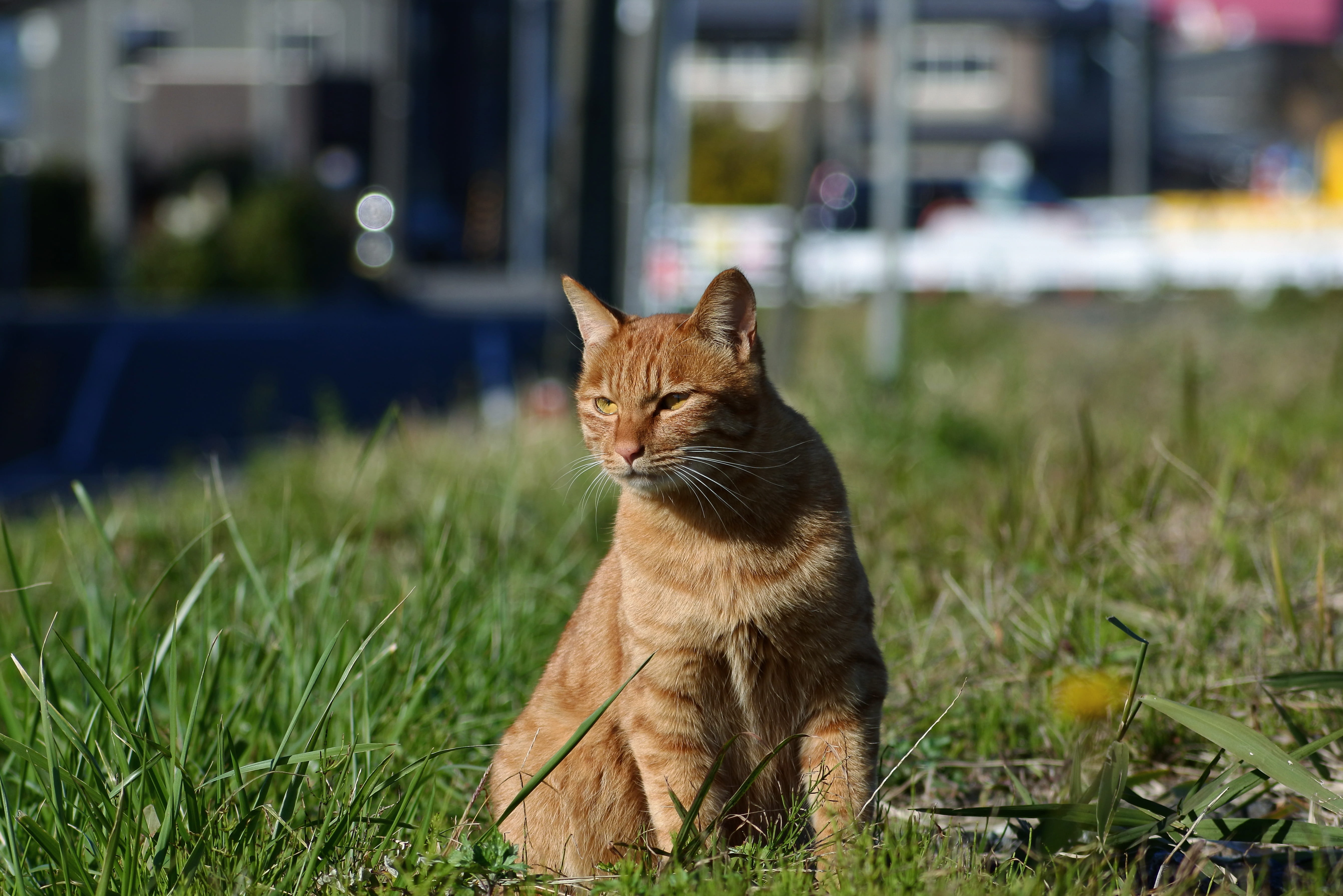 nature, looking at camera, field, ginger cat, animal themes, feline, portrait, plant, focus on foreground, walk, one animal, mammal, break, domestic animals, HD Wallpaper